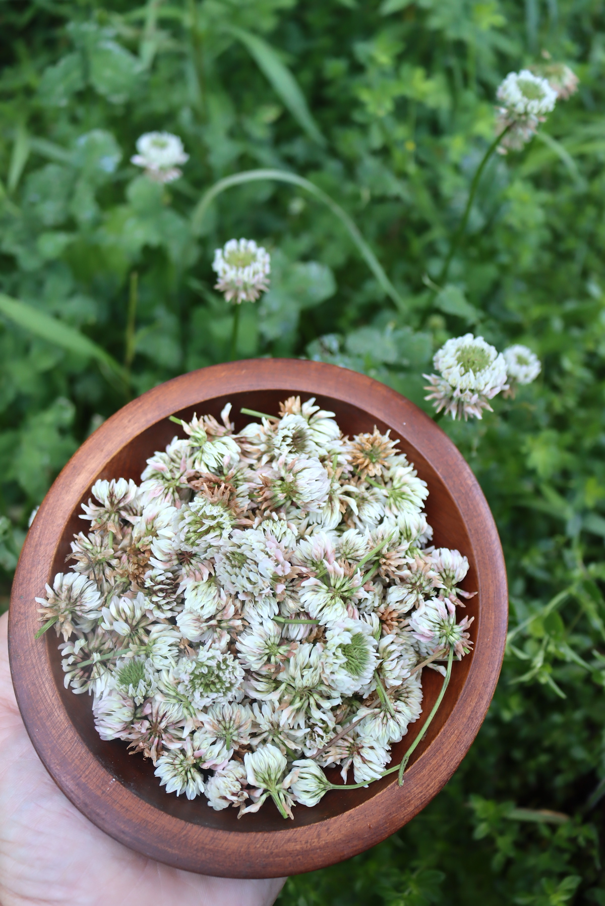 White Clover