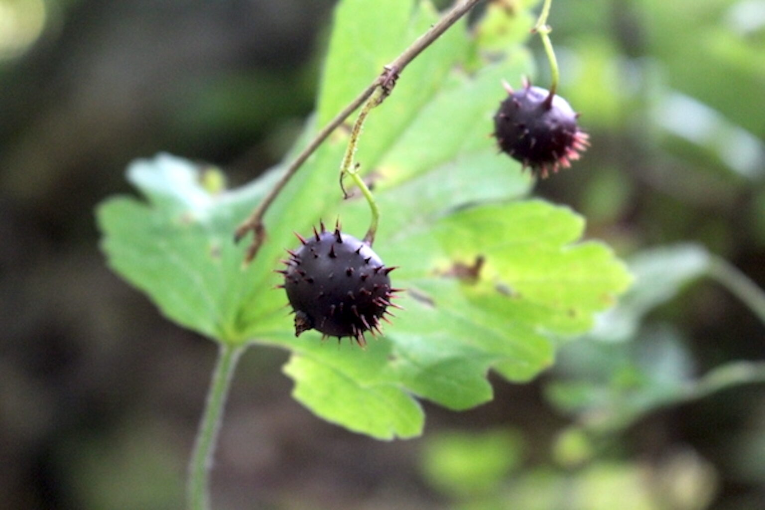 Wild Gooseberry Fruits