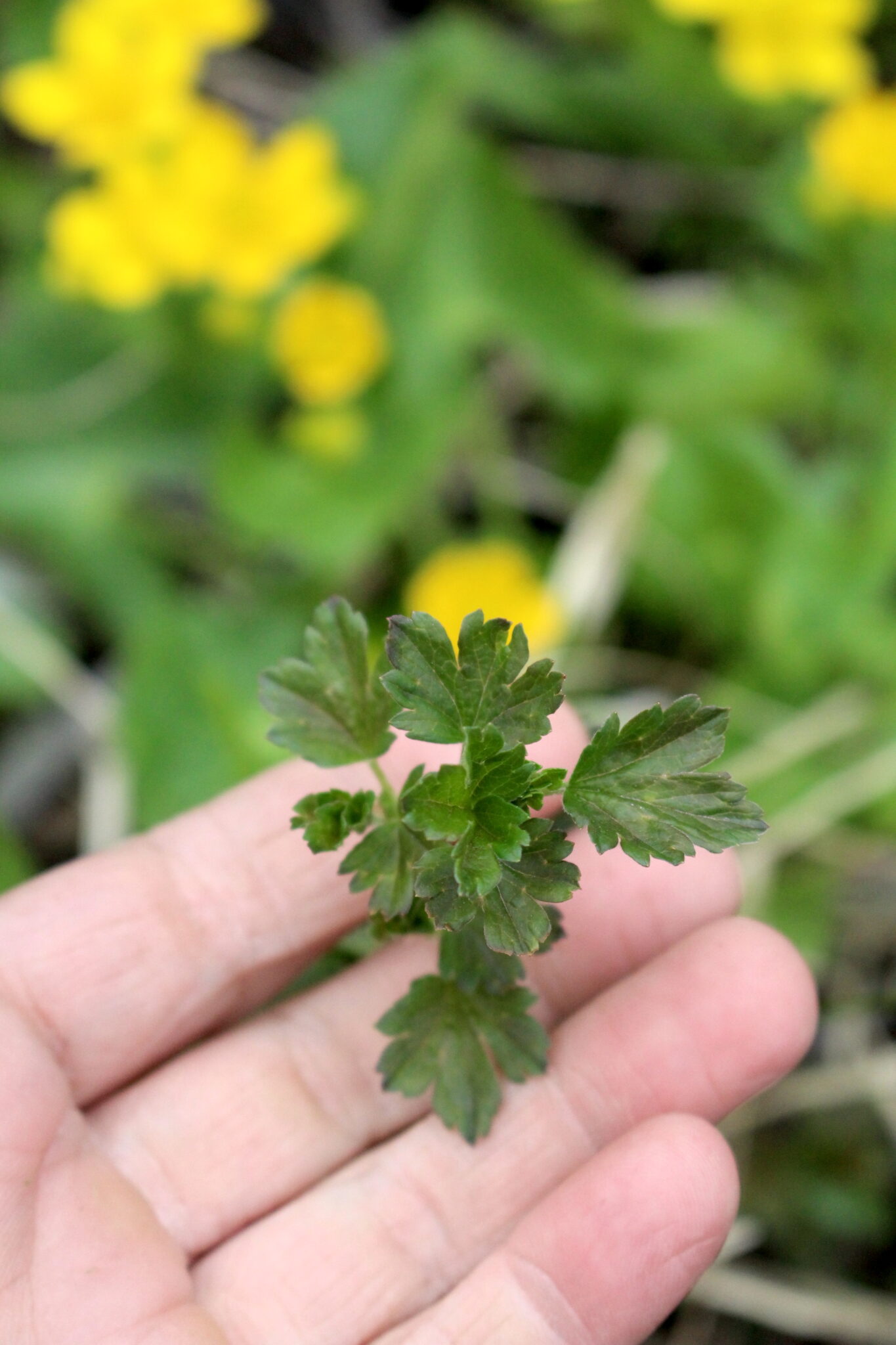 gooseberry by marsh marigold