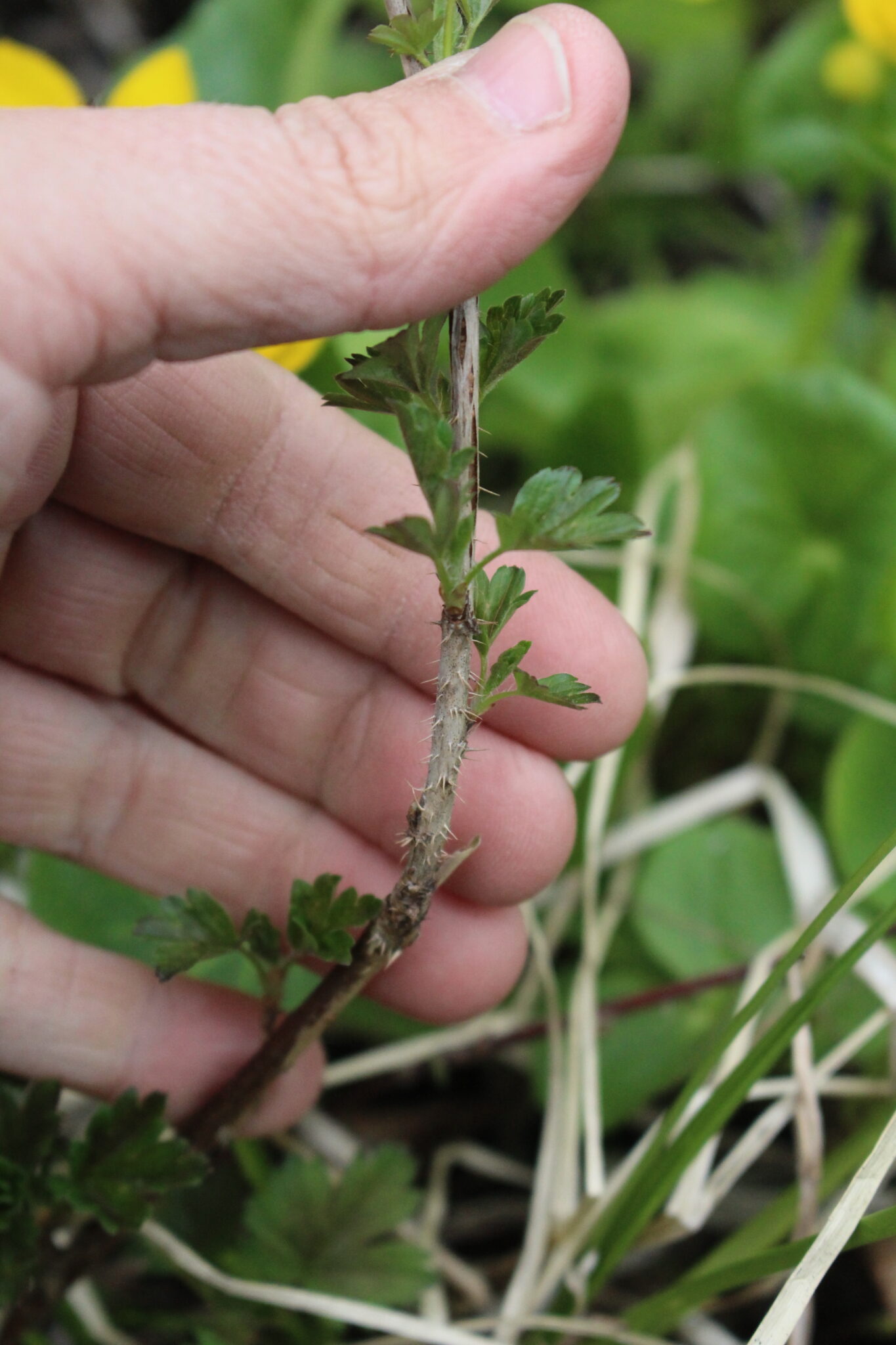 Gooseberry Stems