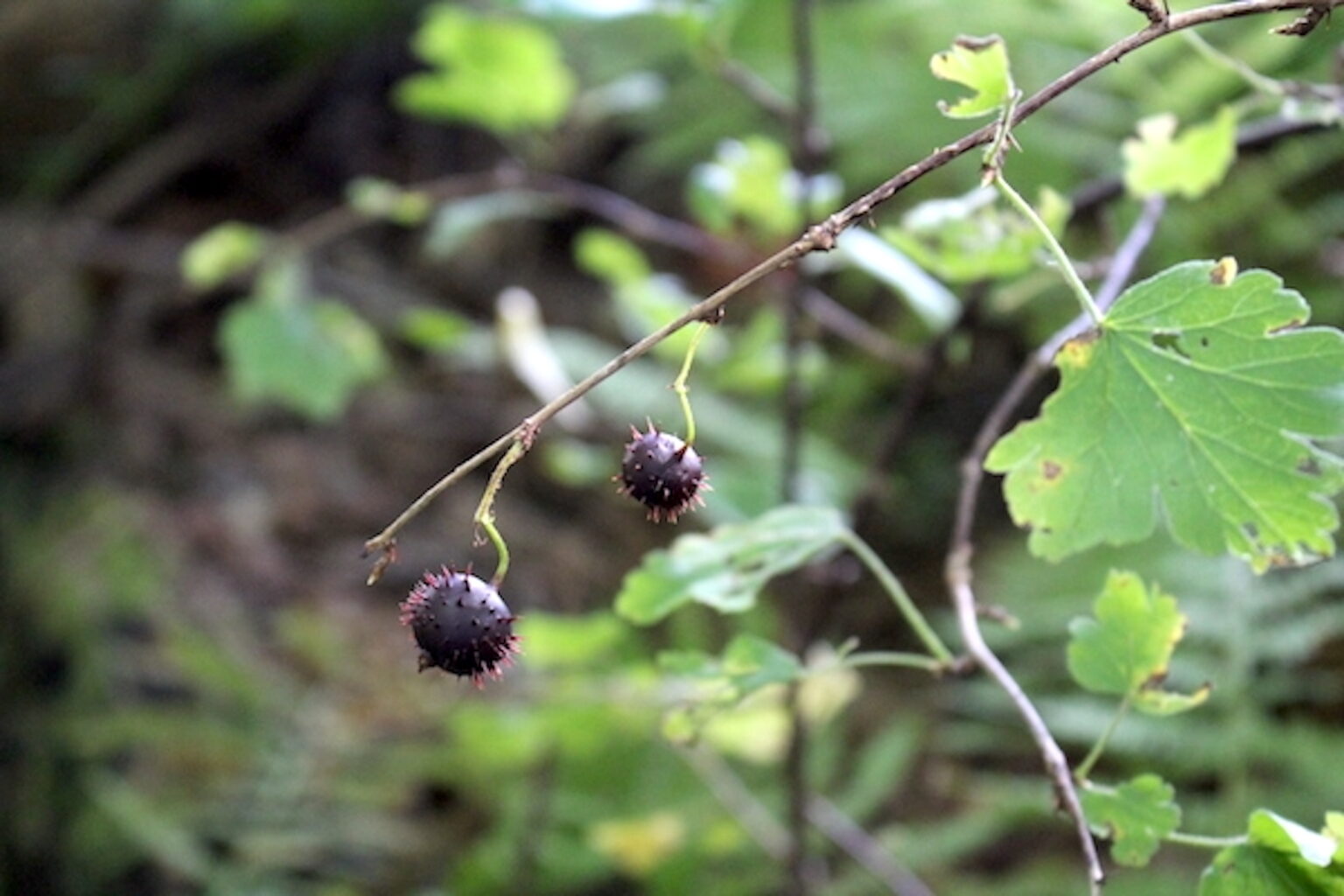 gooseberry fruit