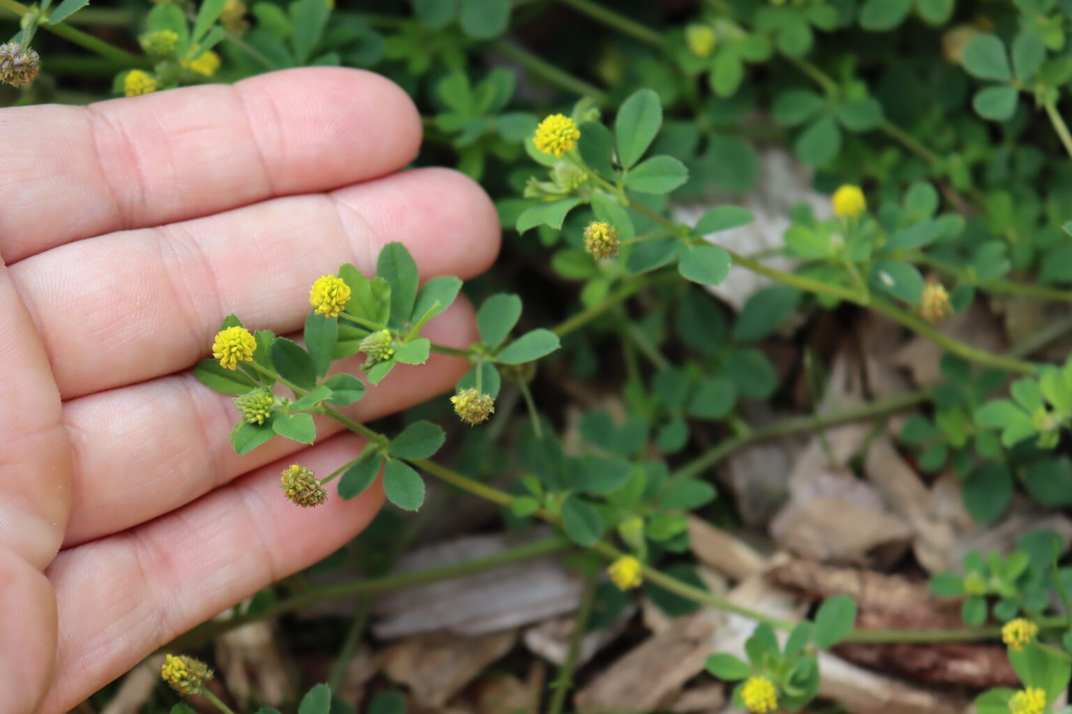 Black Medic (Medicago lupulina)