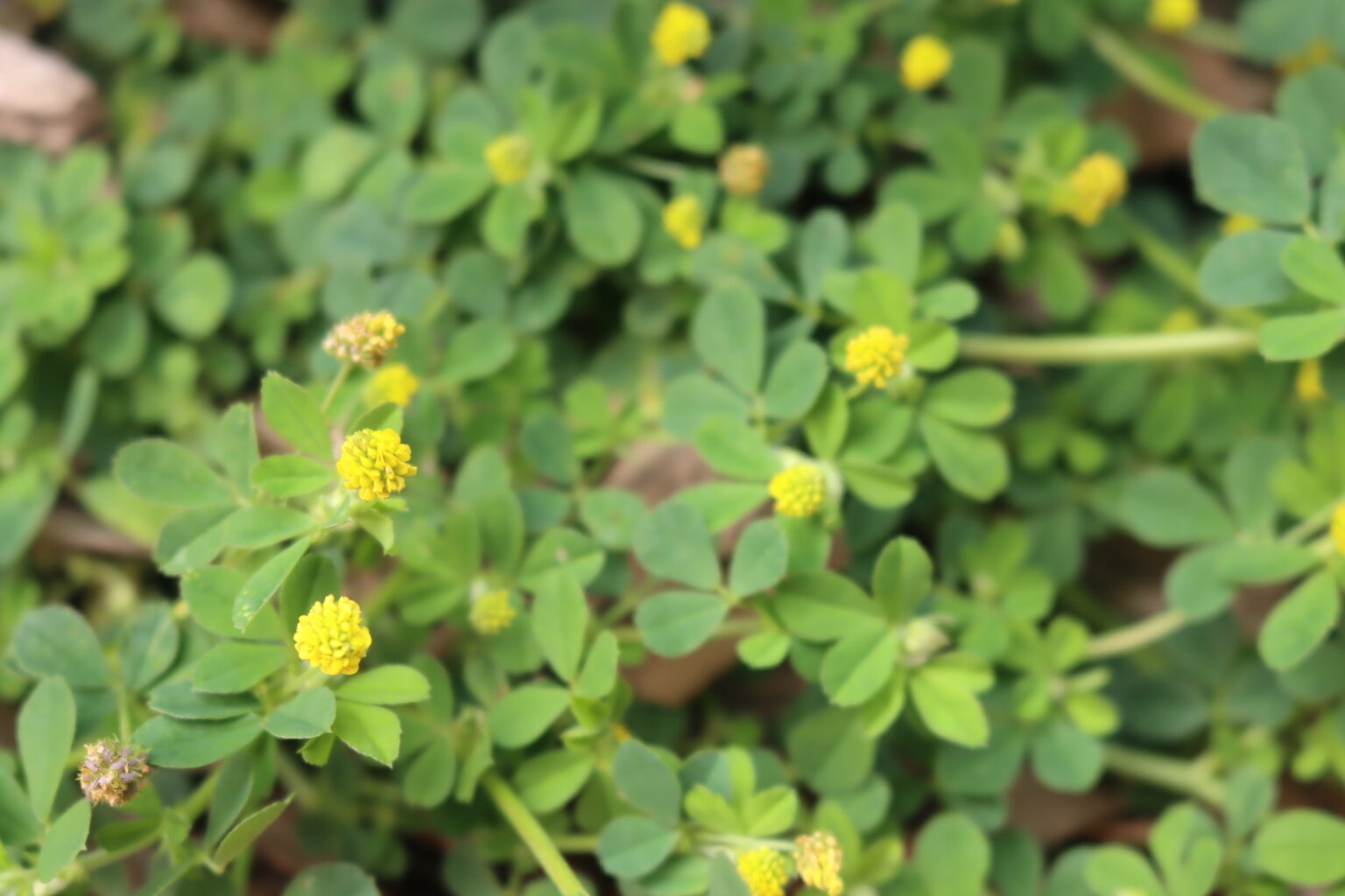 Black Medic (Medicago lupulina)