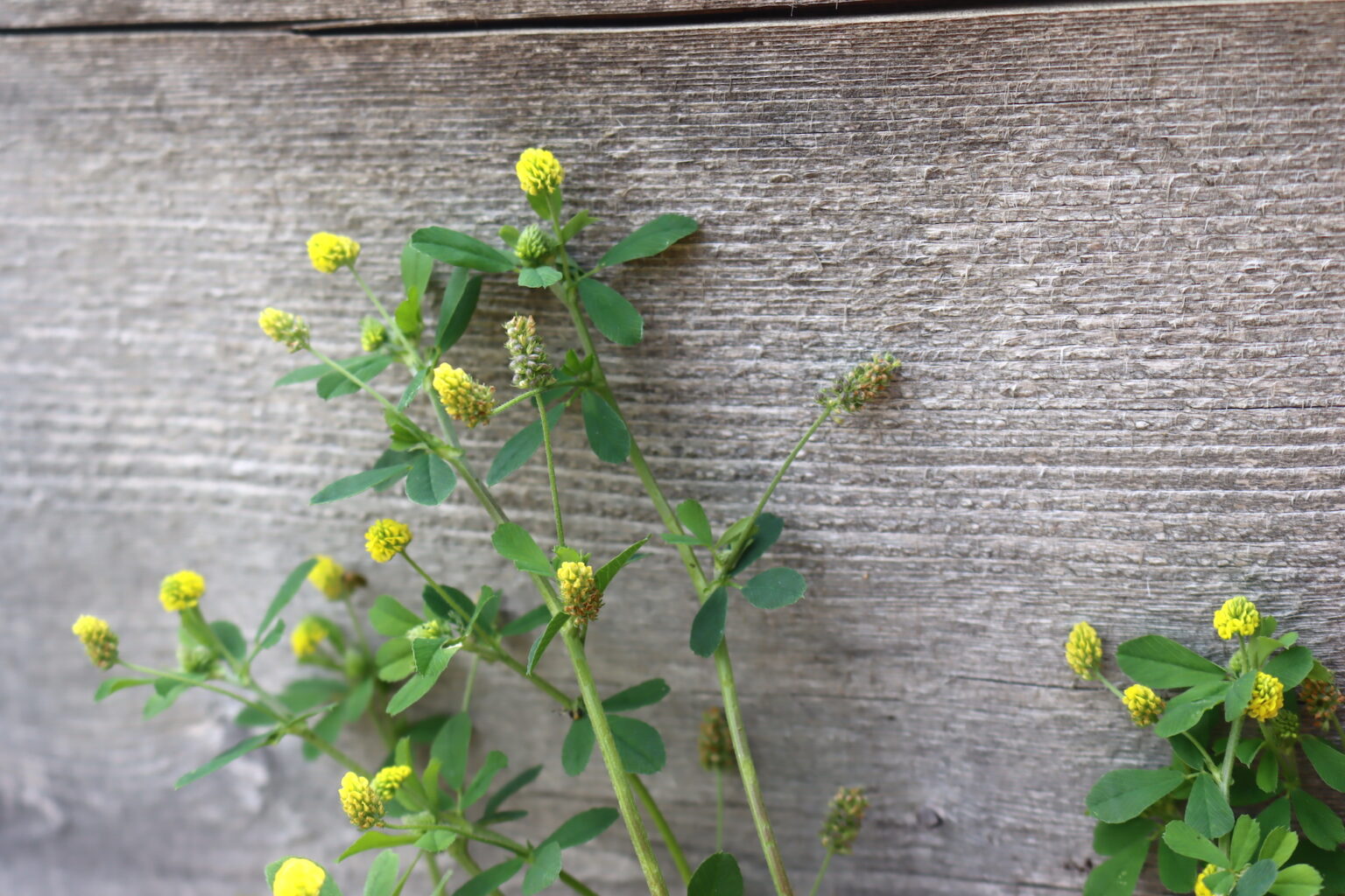 Black Medic (Medicago lupulina)
