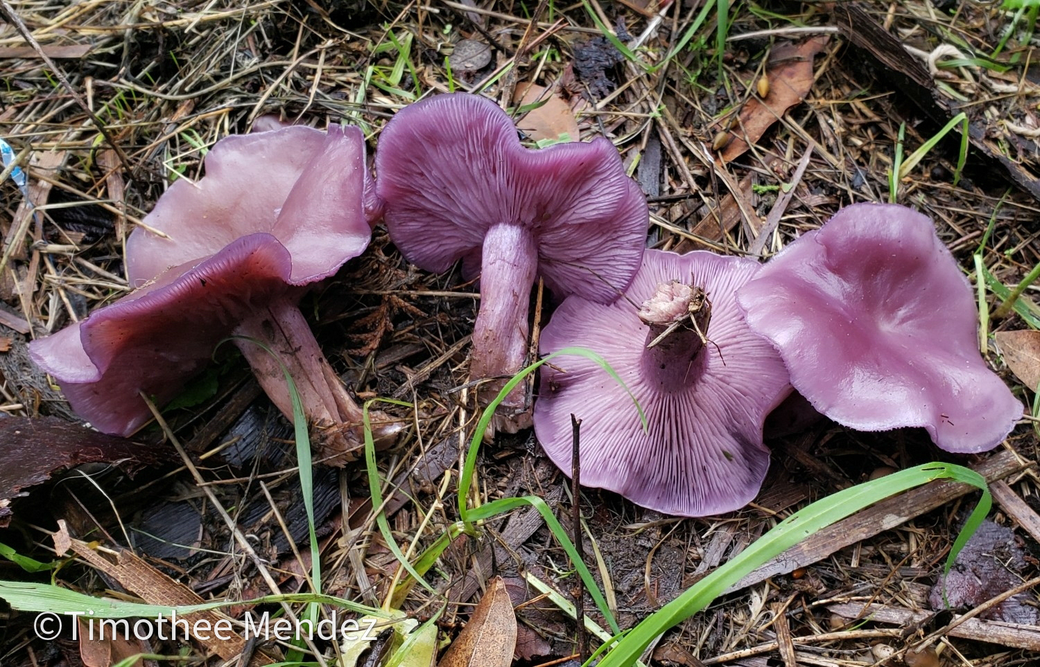 Blewit (Lepista nuda)