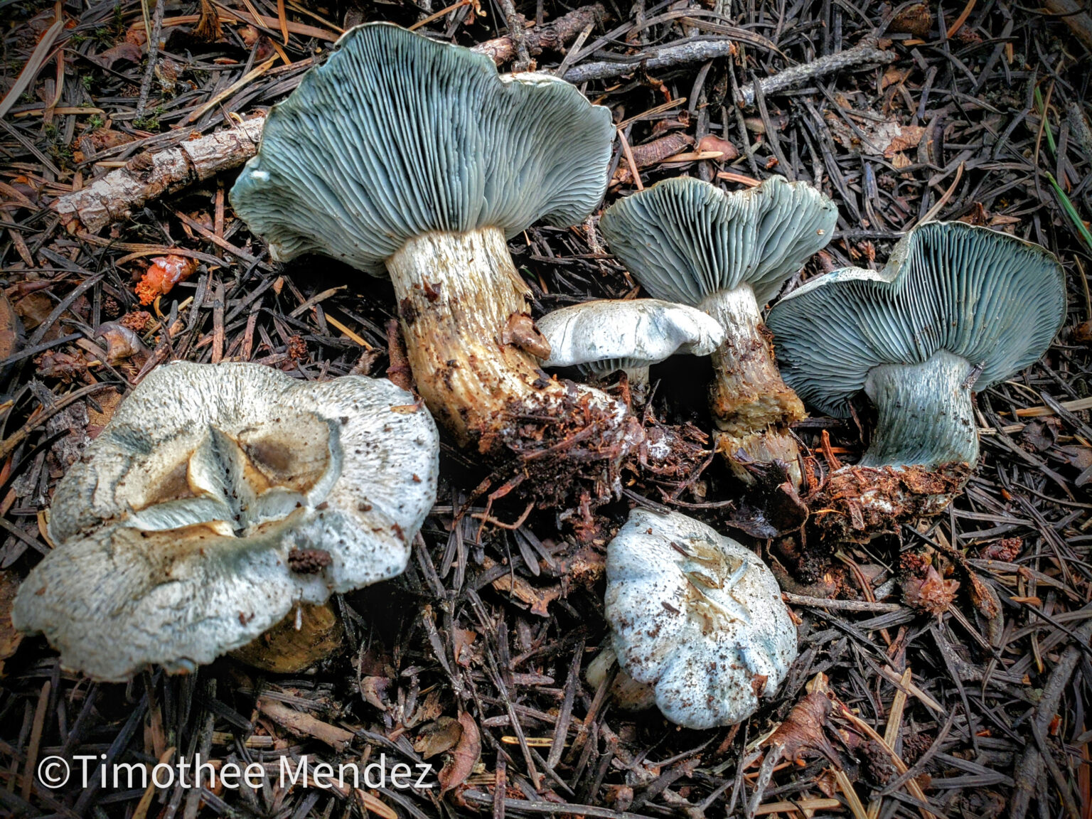 Blue Woodwax (Hygrophorus caeruleus)