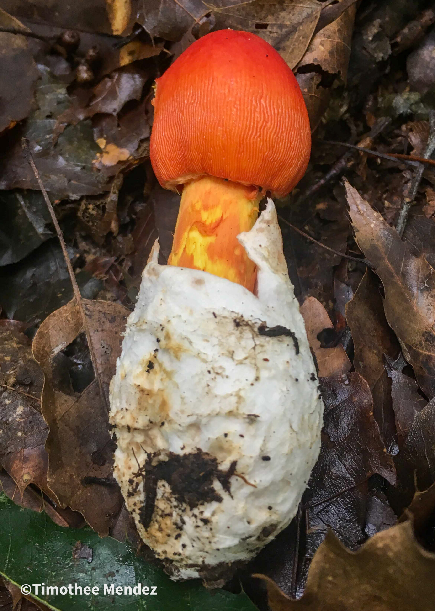 Caesars Mushroom