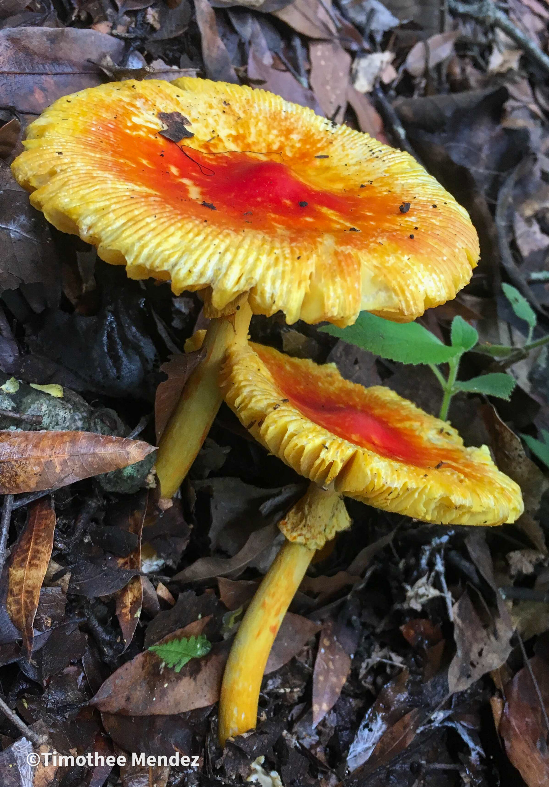 Caesars Mushrooms