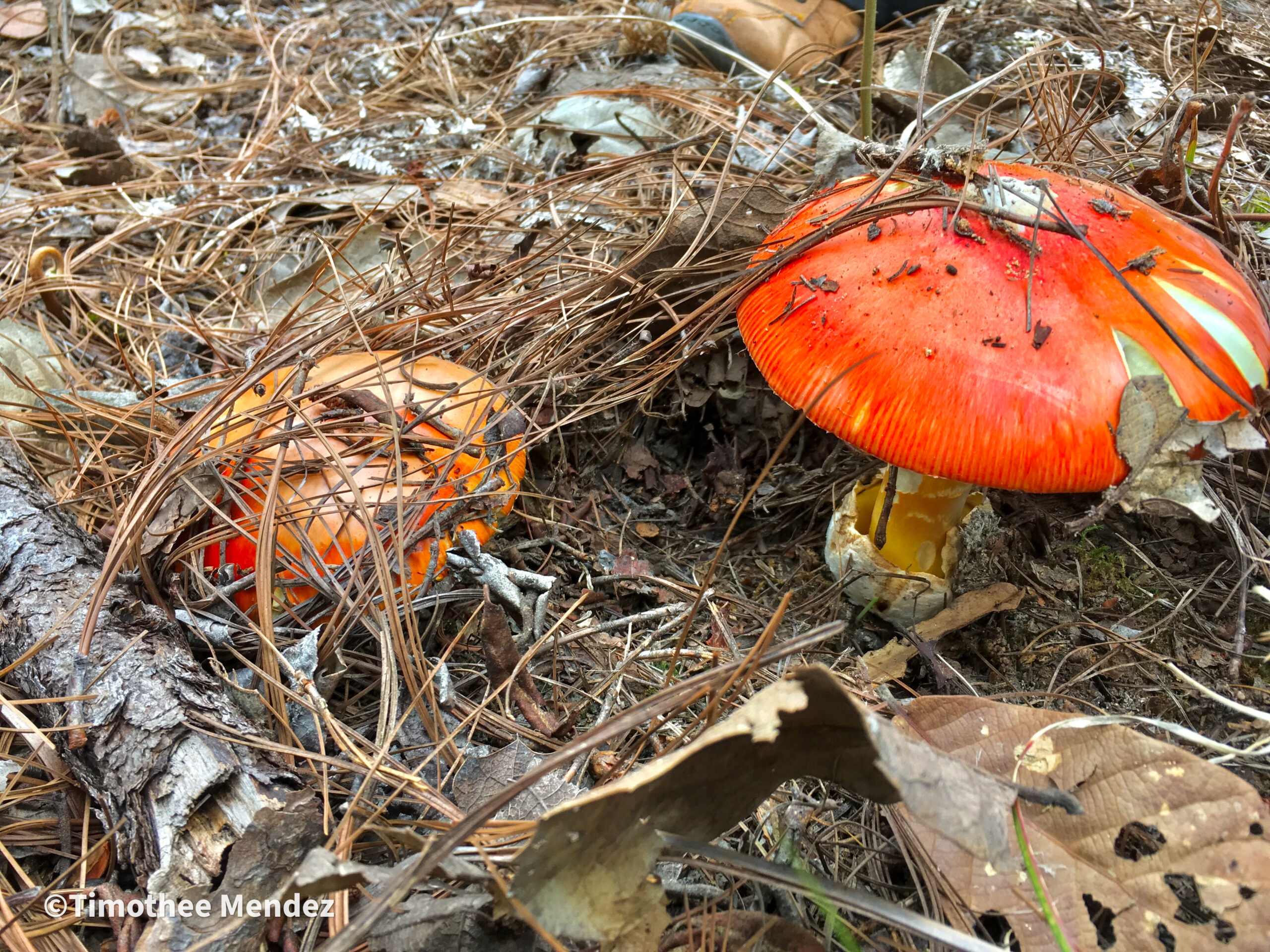 Caesars Mushrooms