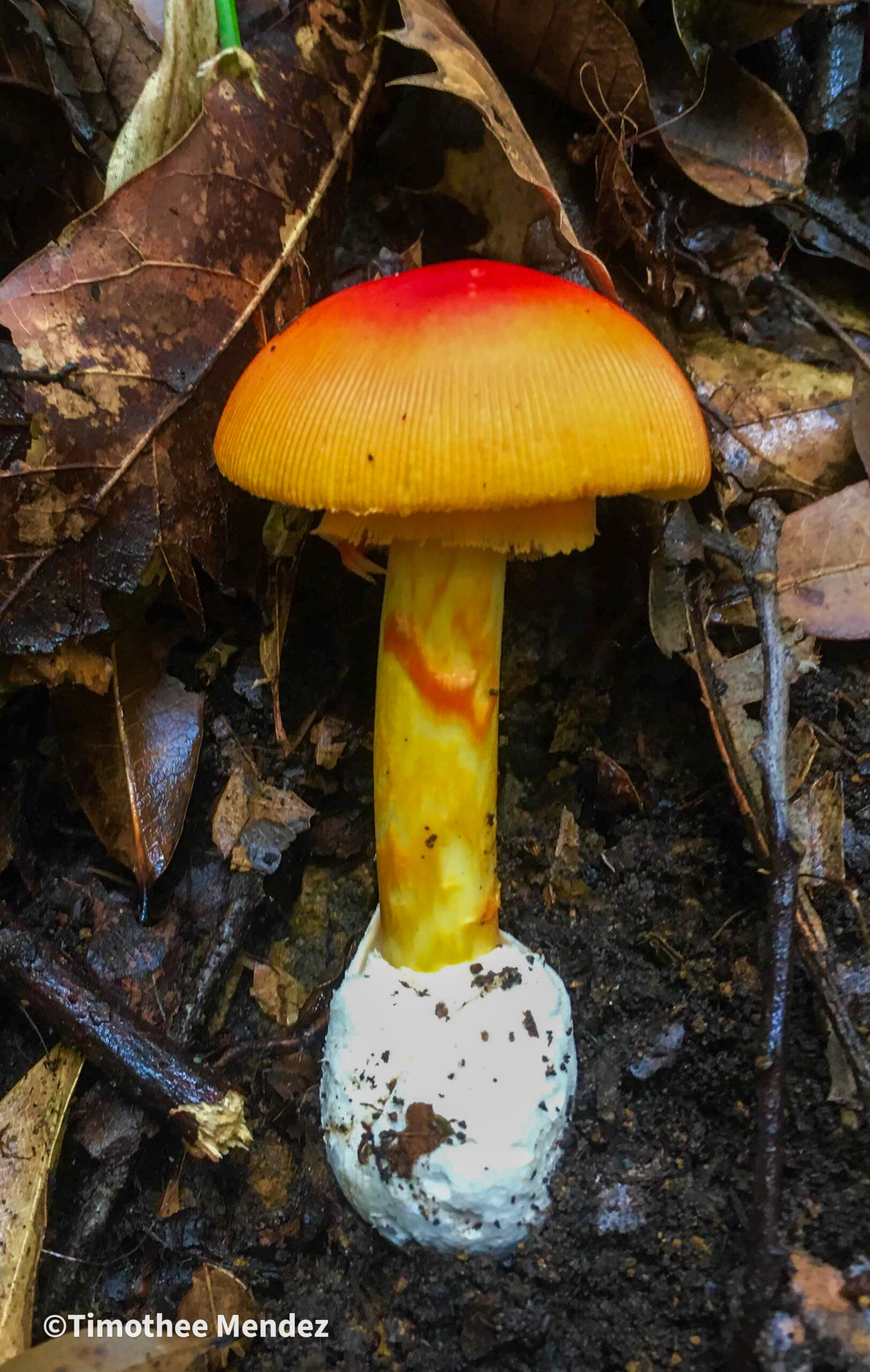 Caesars Mushrooms