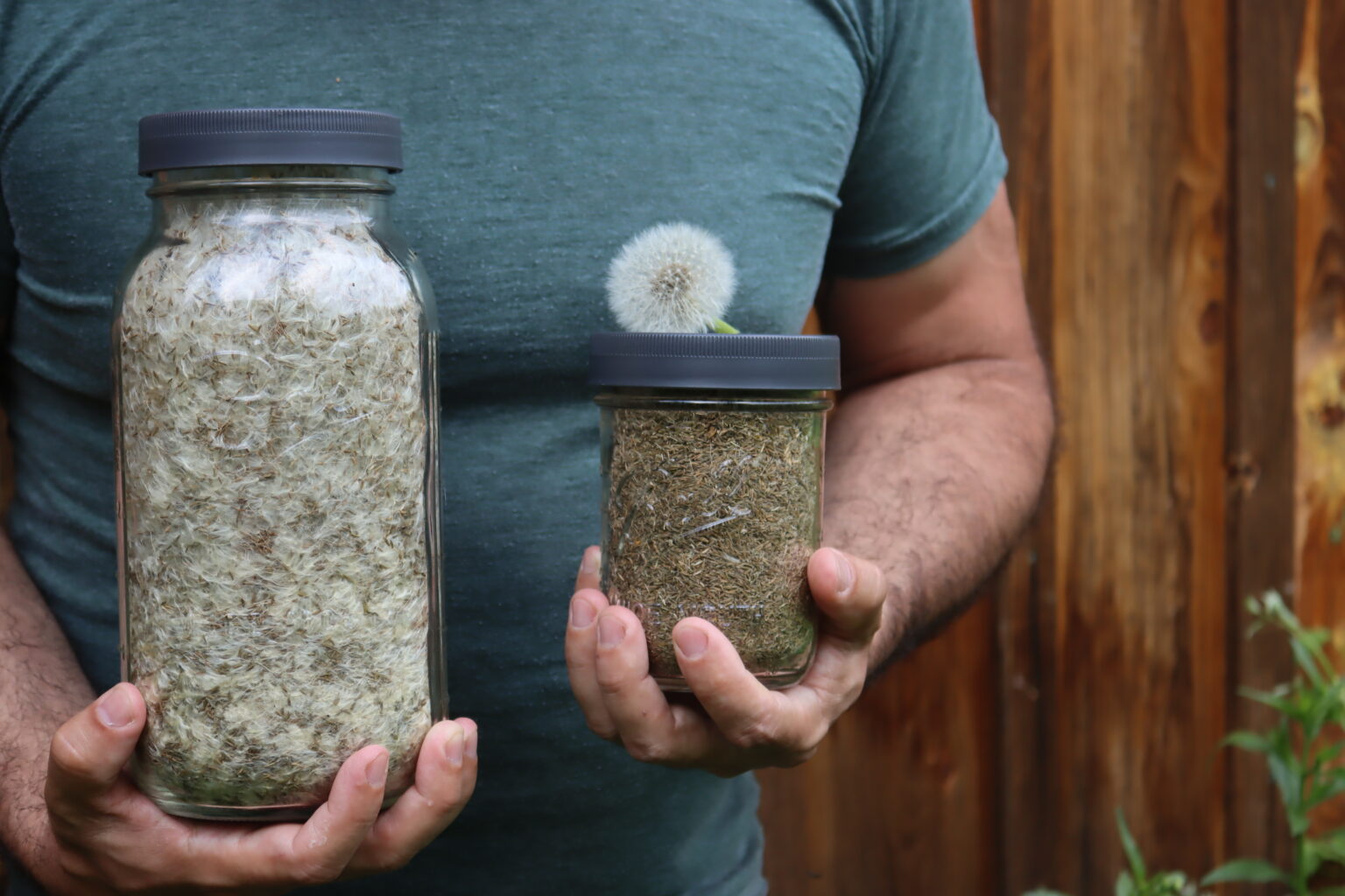 Cleaned Dandelion Seed