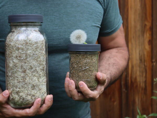 Cleaned Dandelion Seed