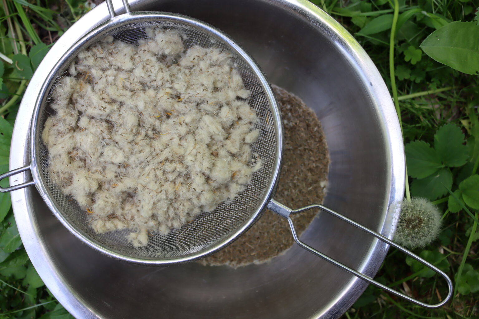 Cleaning Dandelion Seeds