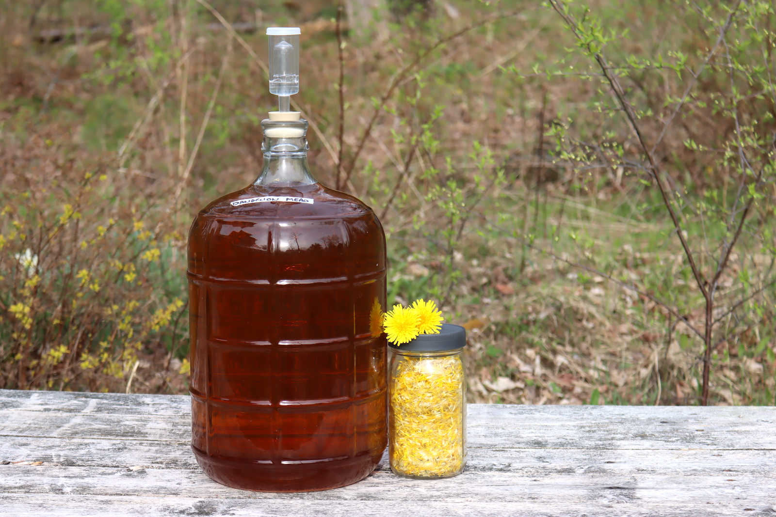 Dandelion Mead