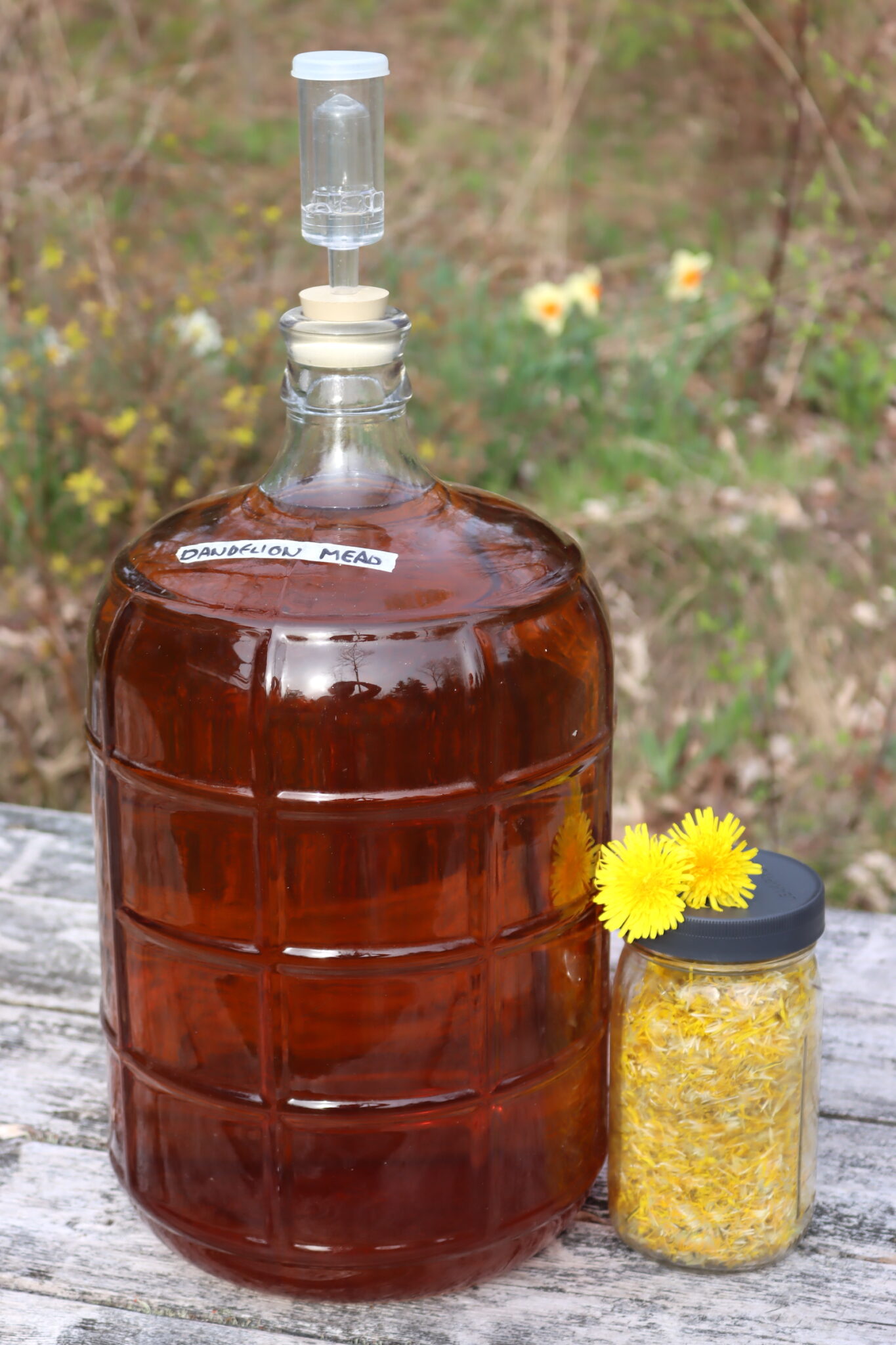 Dandelion Mead