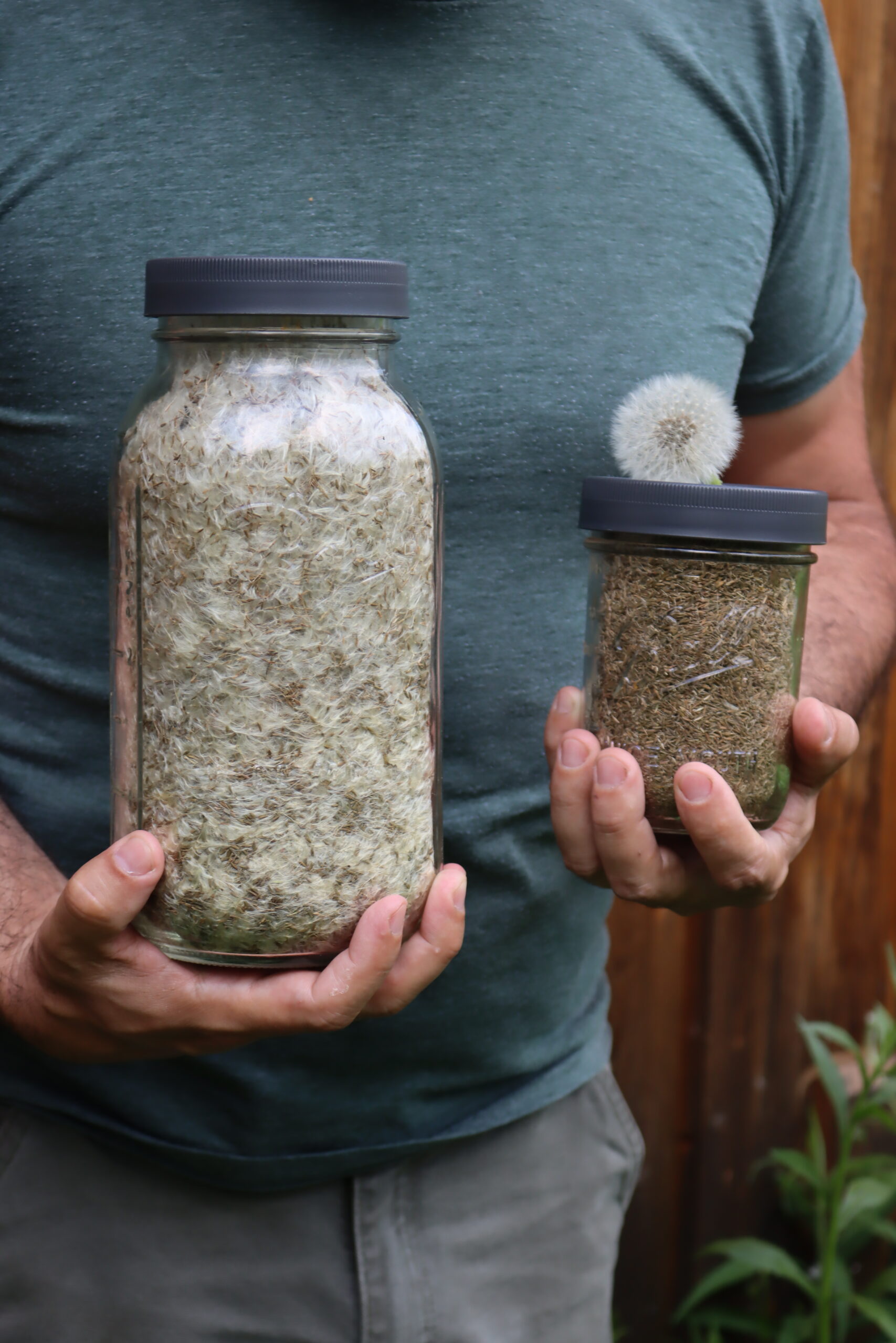 Dandelion Seeds