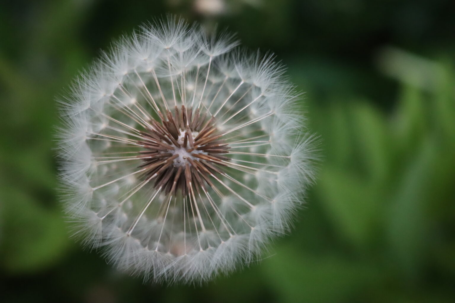 Dandelion Seed Closeup