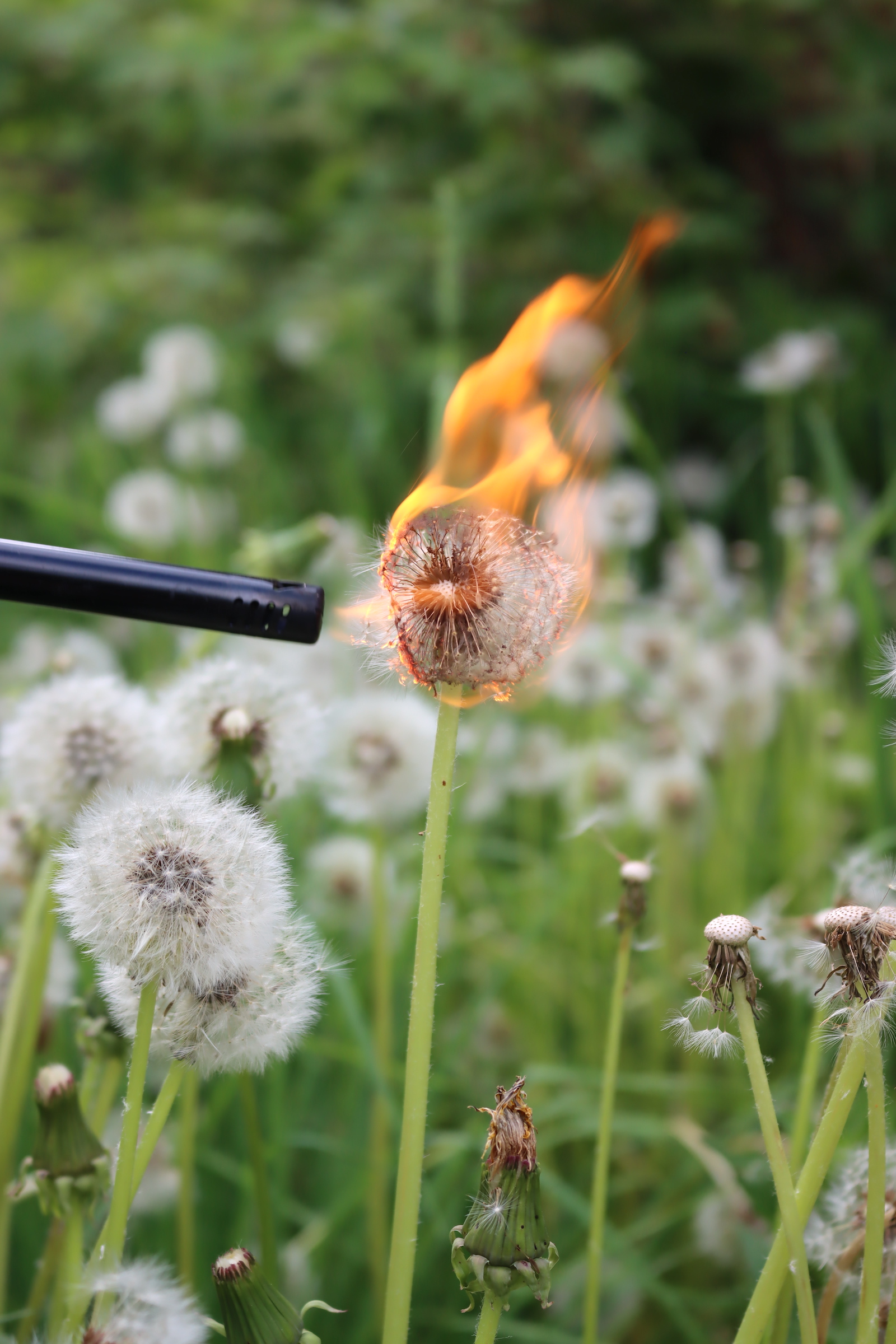 Flammable Dandelion Fluff