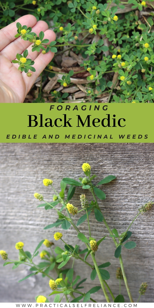 Black Medic (Medicago lupulina)