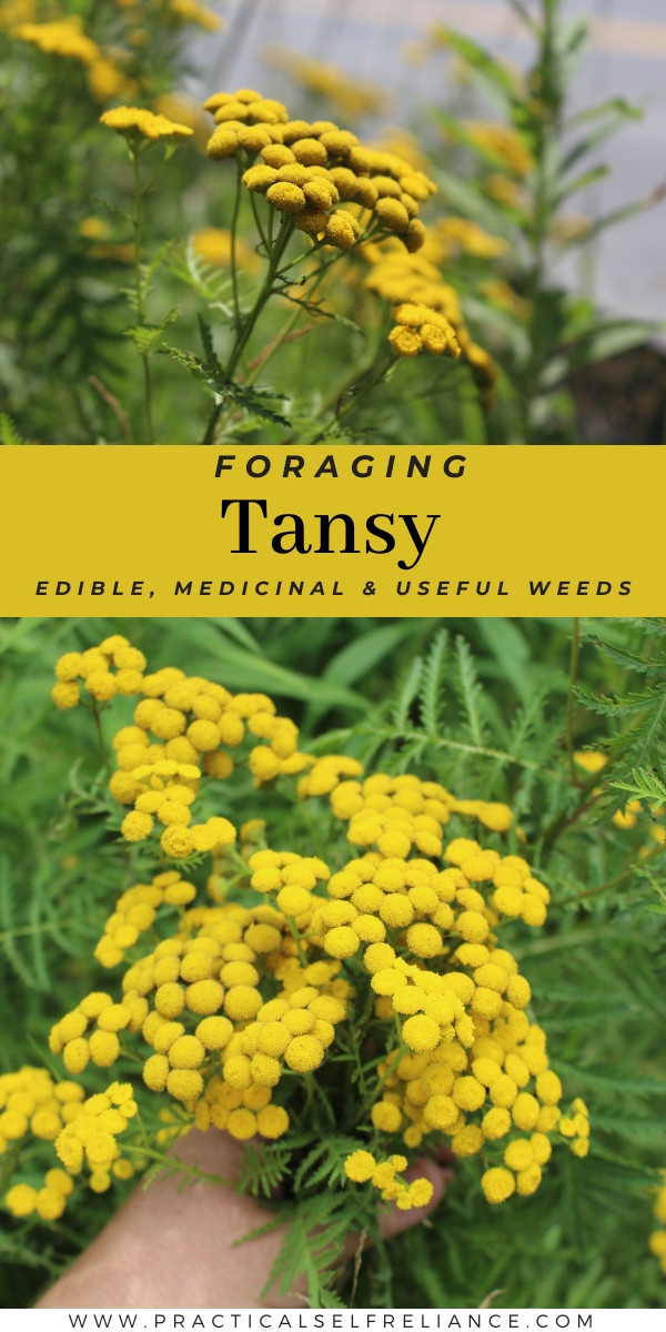 Foraging Tansy