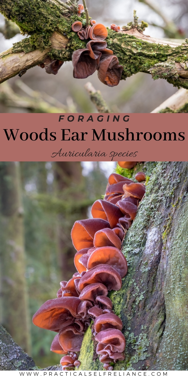 Foraging Wood Ear Mushrooms