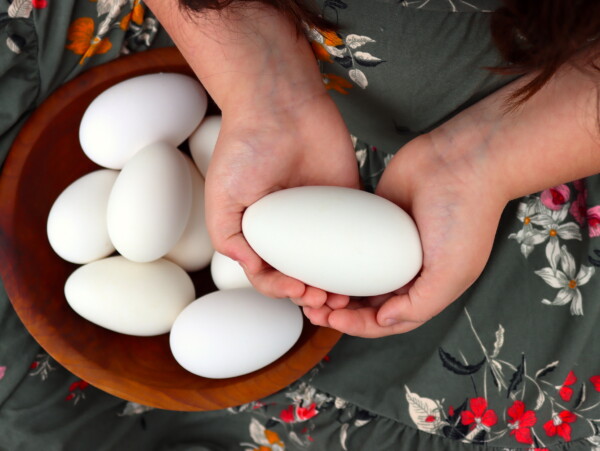 Goose Eggs