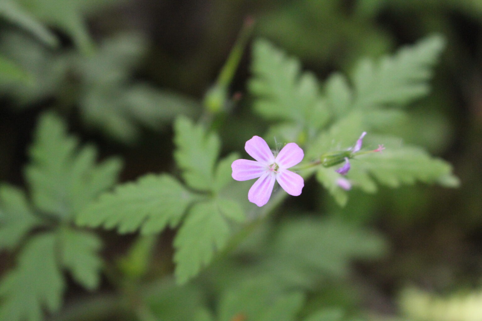 Herb Robert