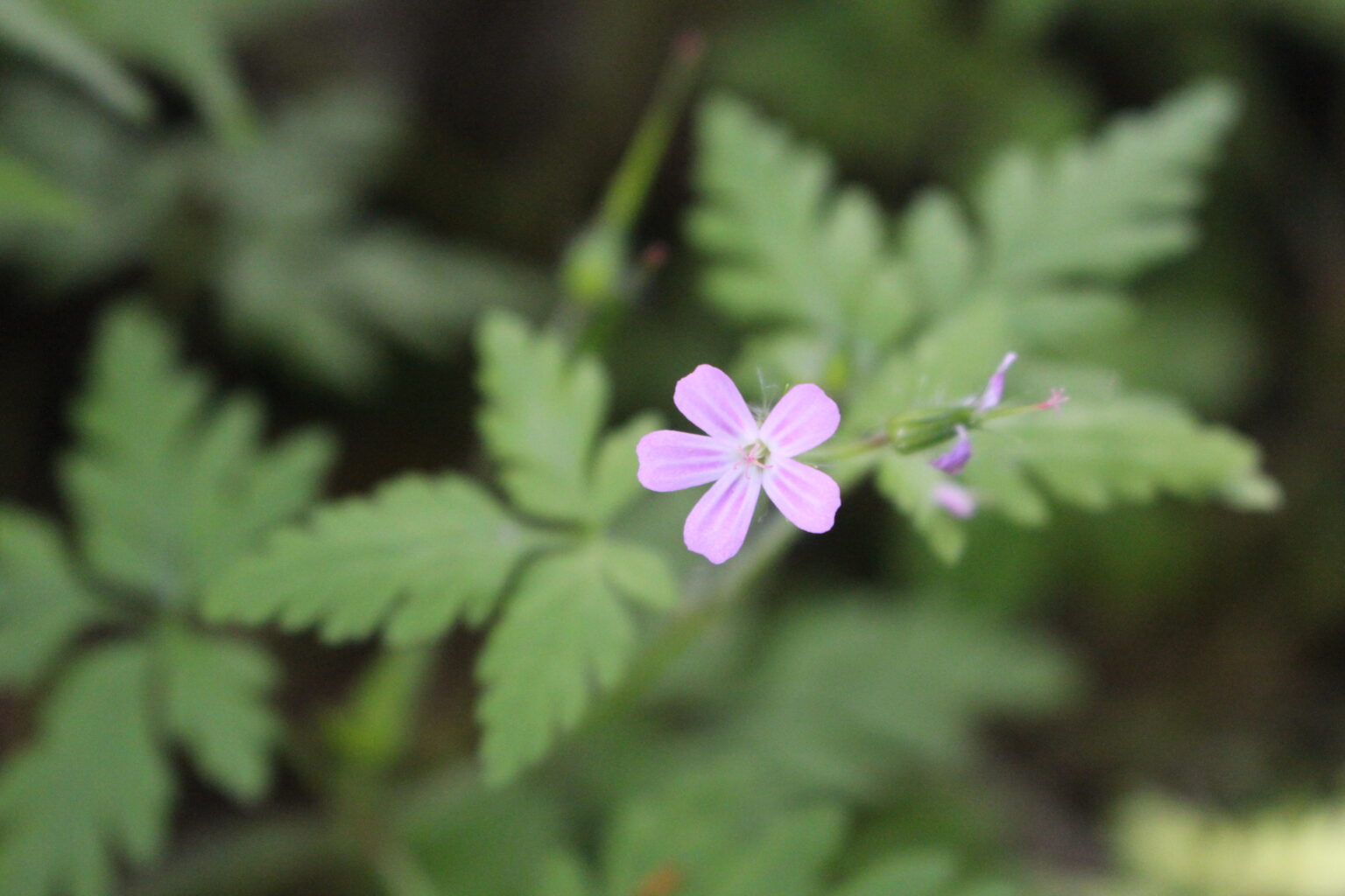 Herb Robert Flowers