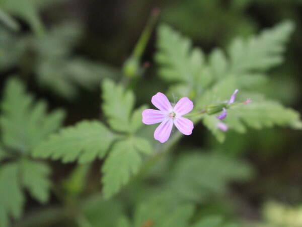 Herb Robert Flowers