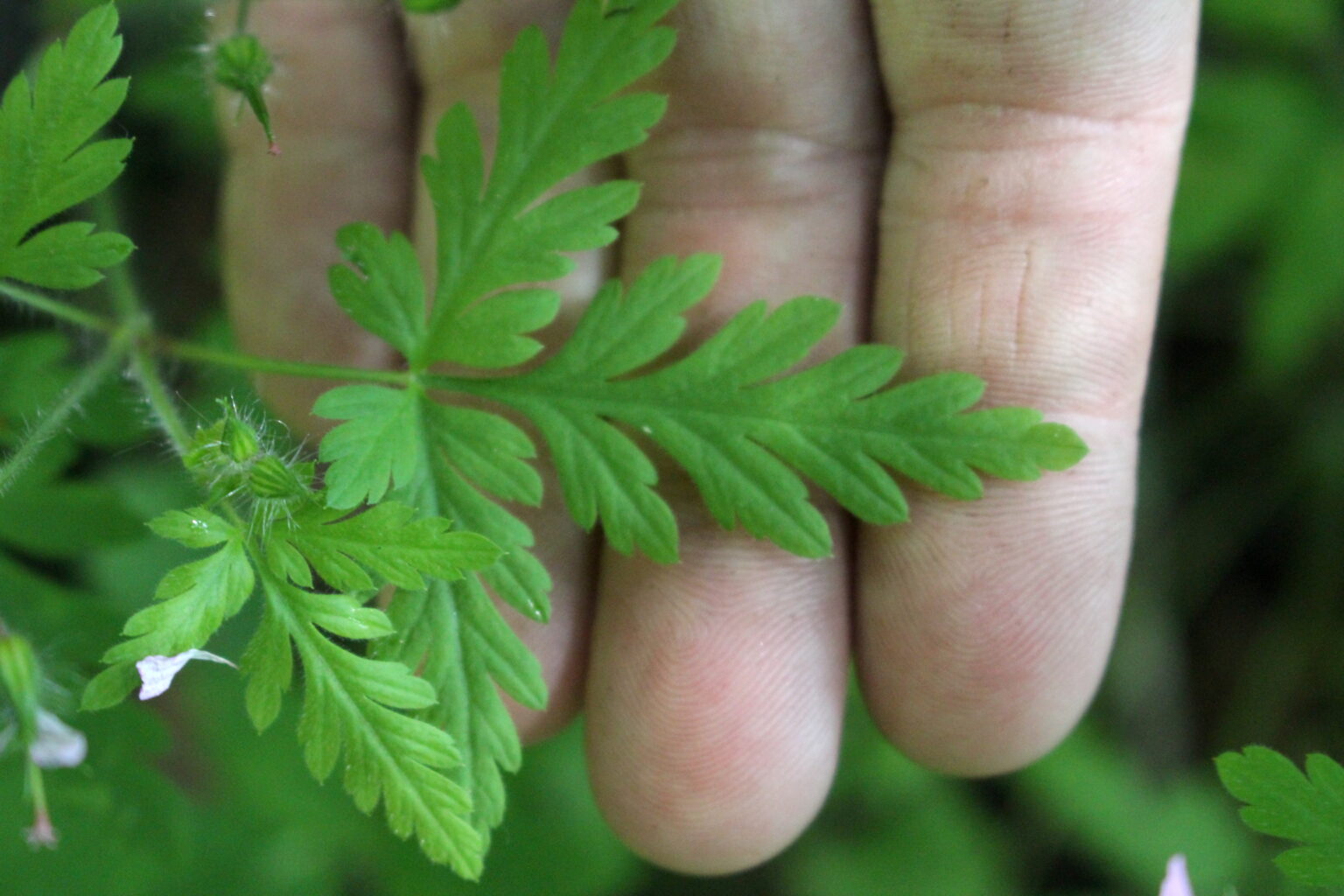 Herb Robert Leaves