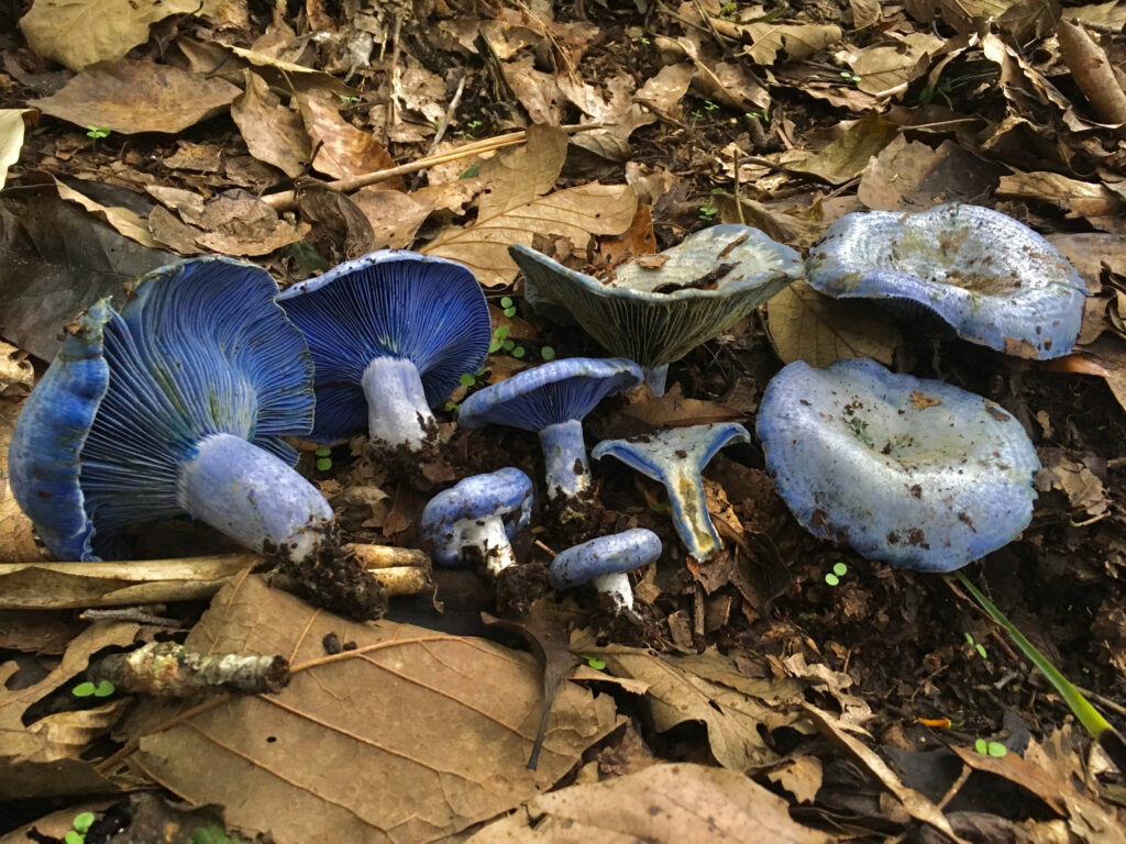 Foraging Hedgehog Mushrooms (Hydnum Sp.) — Practical Self Reliance