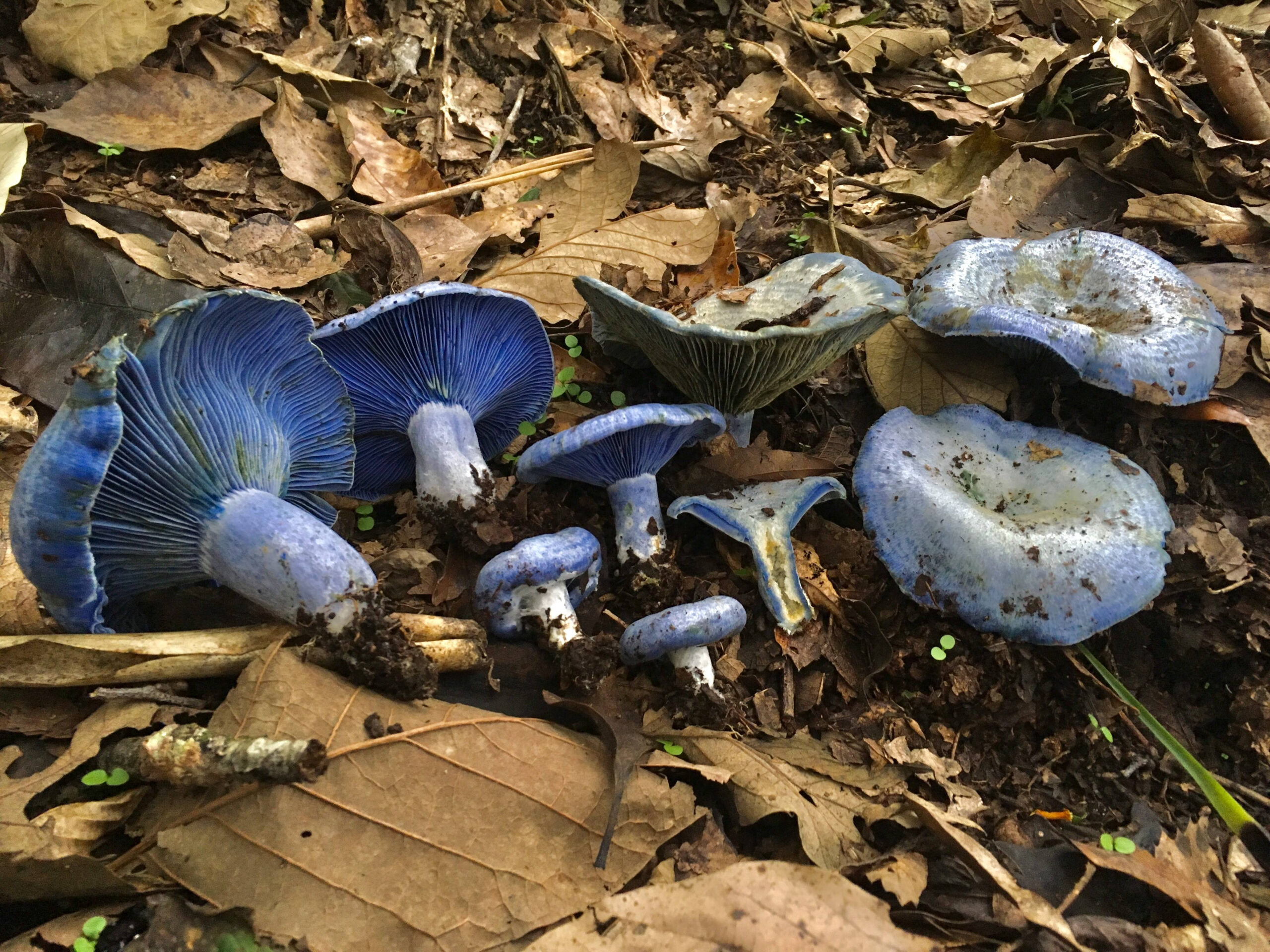 Indigo Milk Cap Mushrooms (Lactarius indigo)