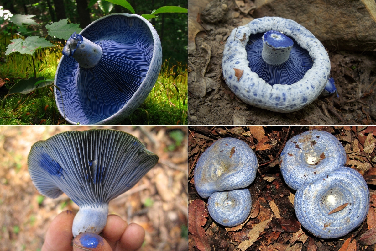 Indigo Milk Caps (Lactarius indigo)