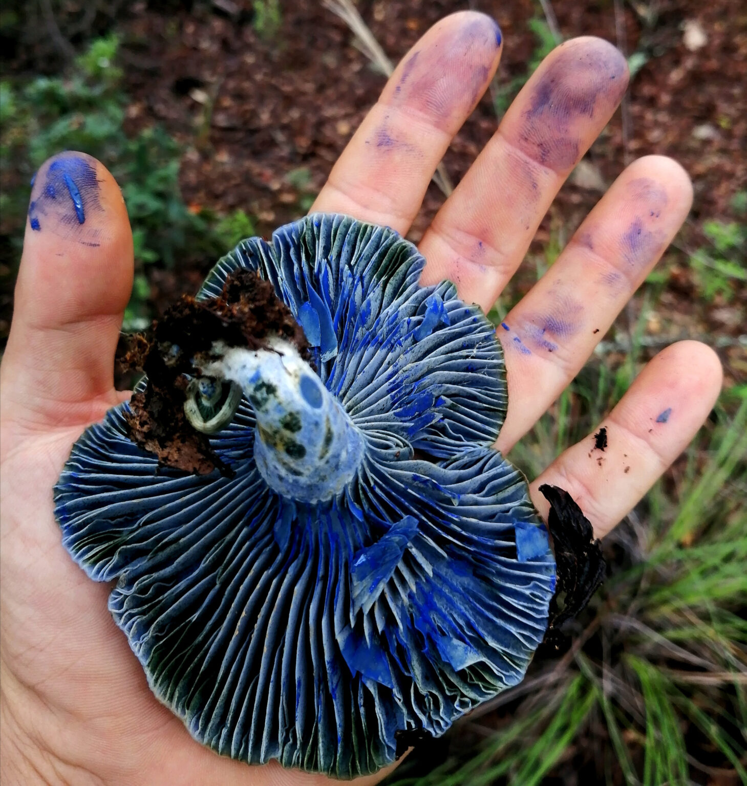 Indigo Milk Caps (Lactarius indigo)
