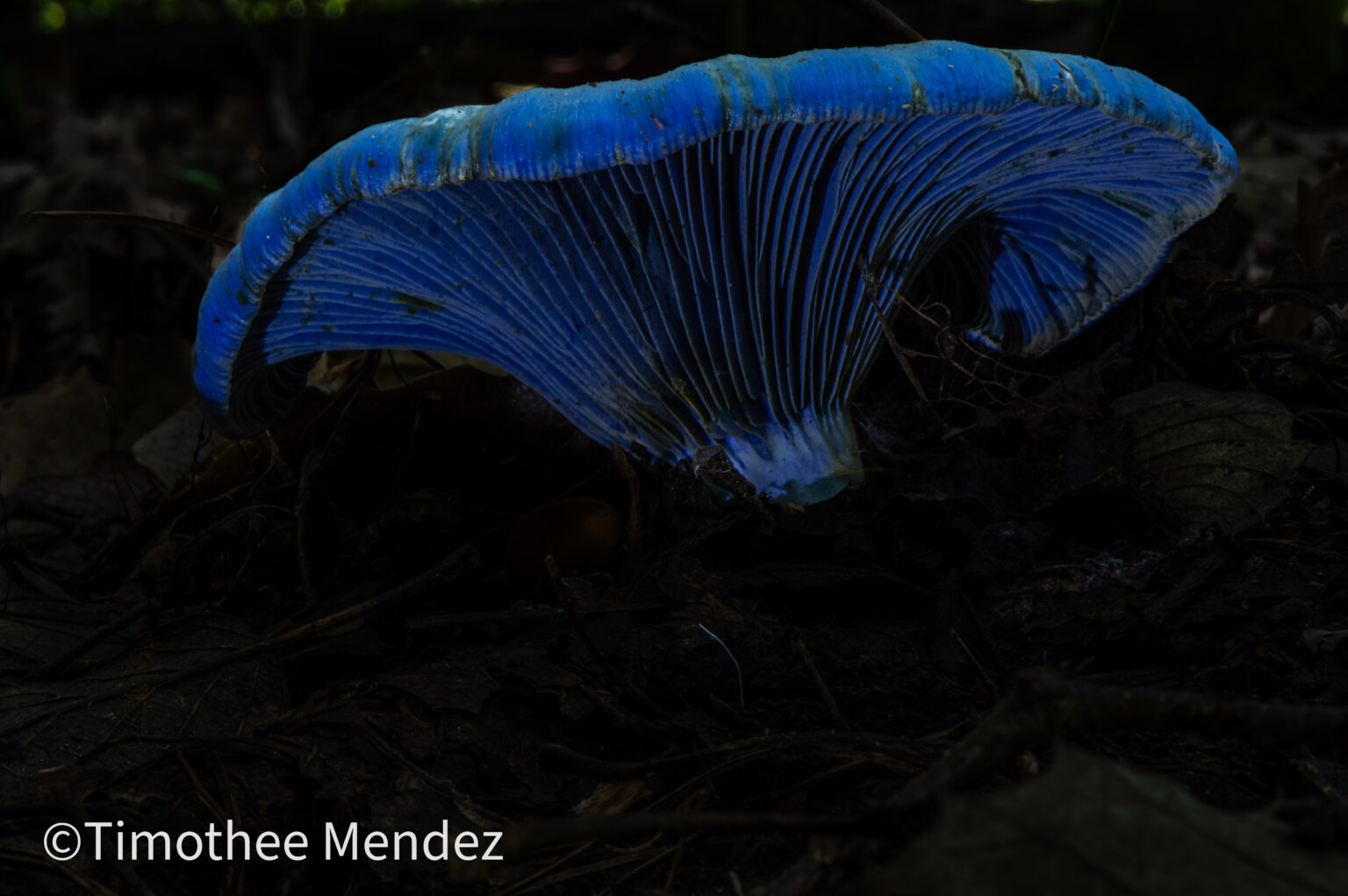 Indigo Milk Caps (Lactarius indigo)