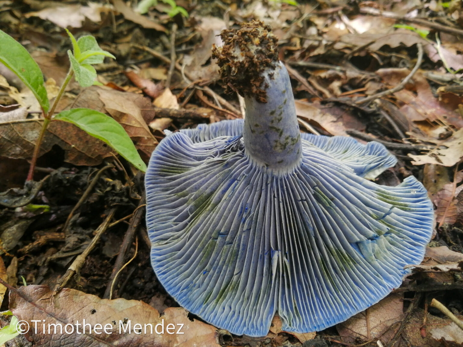 Indigo Milk Caps (Lactarius indigo)