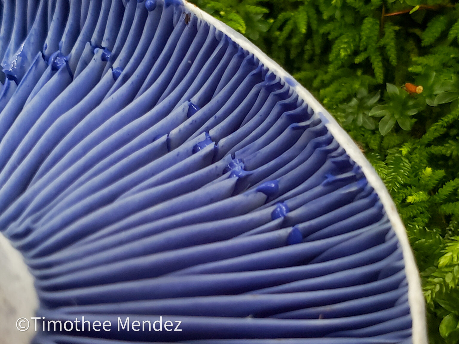 Indigo Milk Caps (Lactarius indigo)