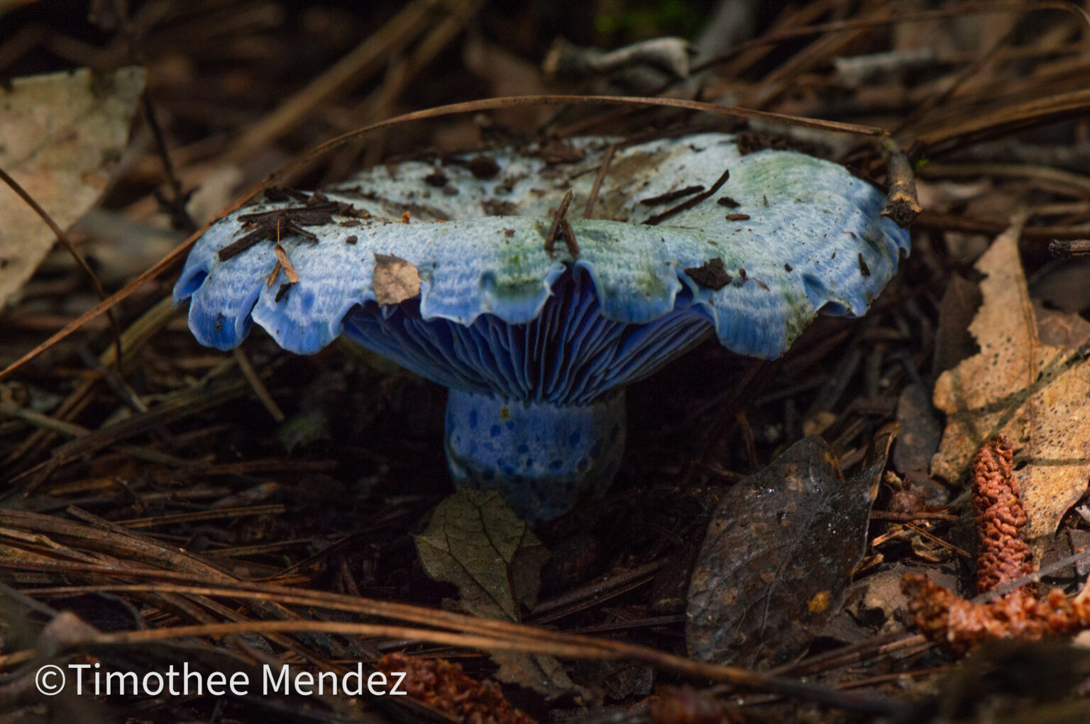 Indigo Milk Cap Mushrooms (Lactarius indigo)