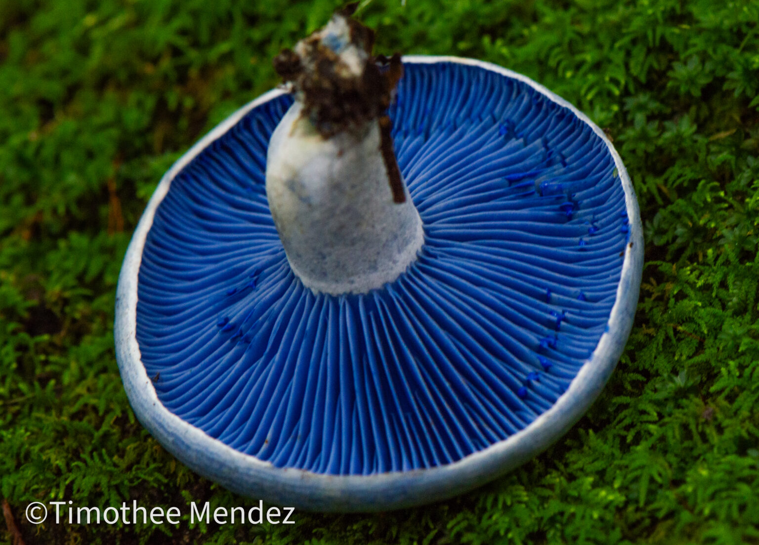 Indigo Milk Cap