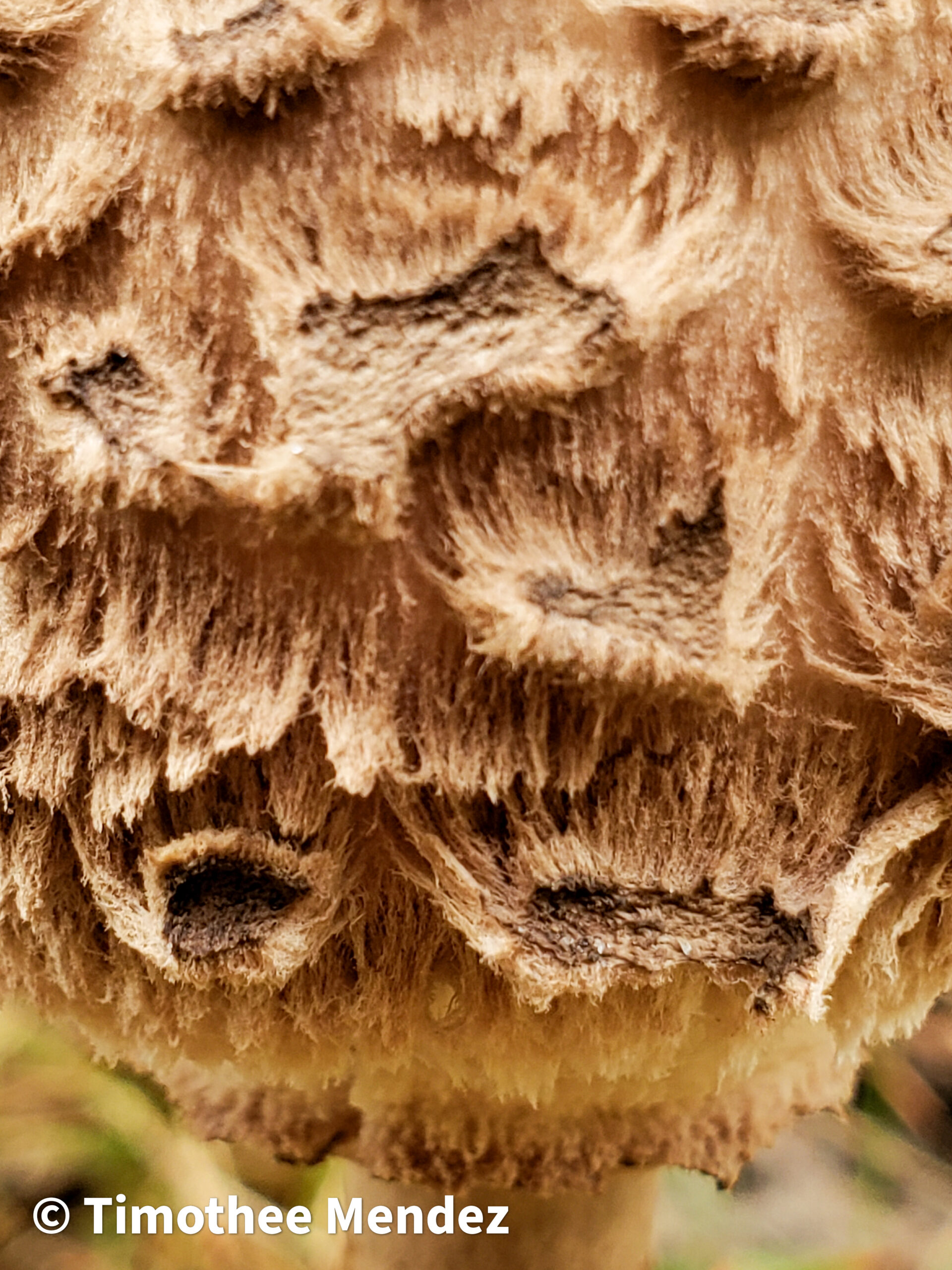 Parasol Mushroom