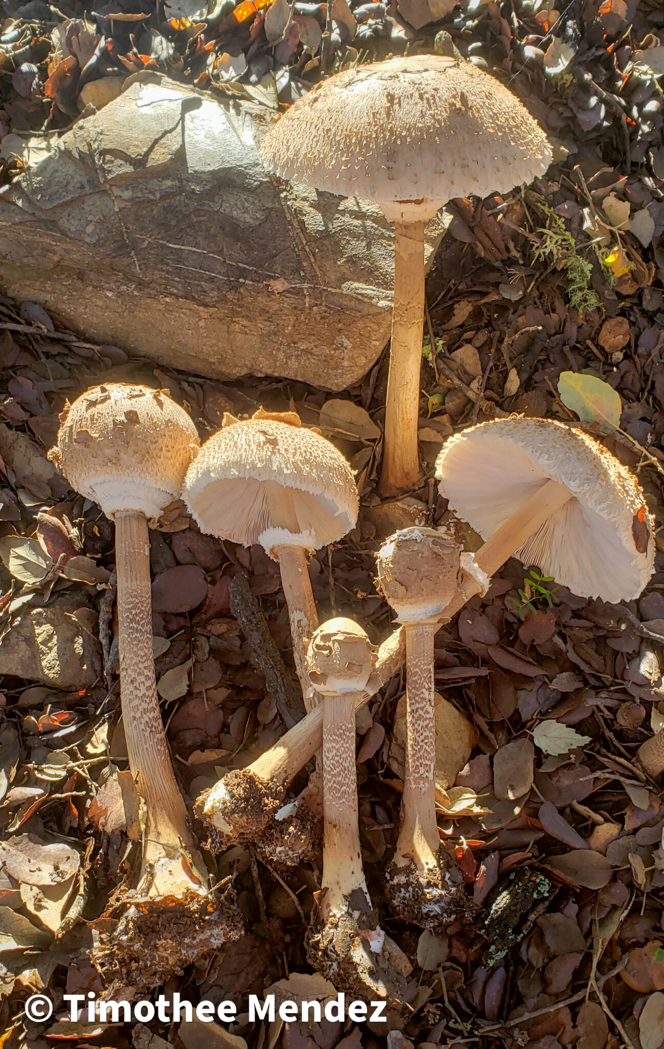 Parasol Mushrooms