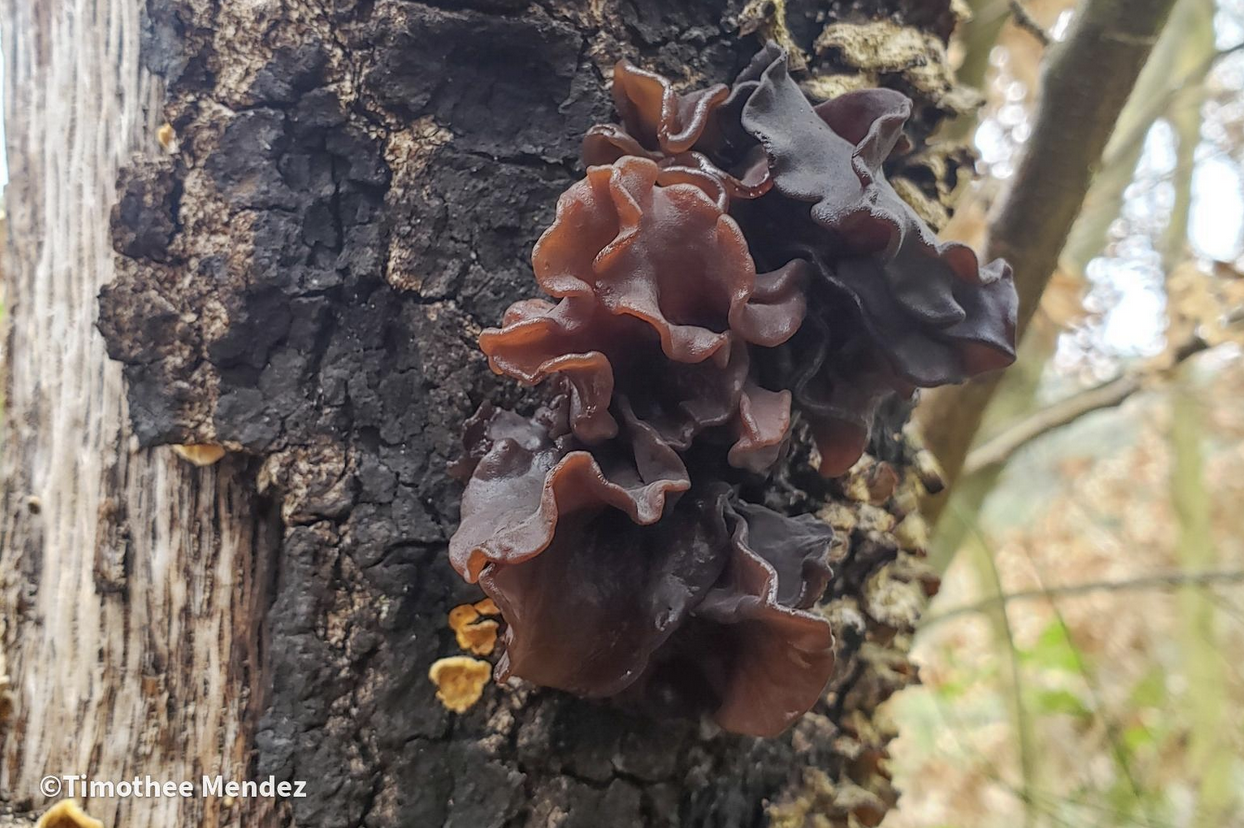 Phaeotremella