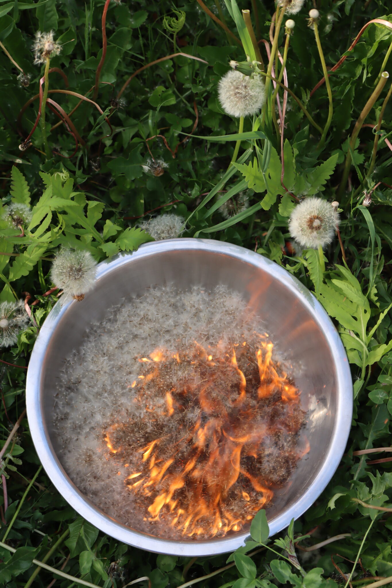 Removing Dandelion Chaff