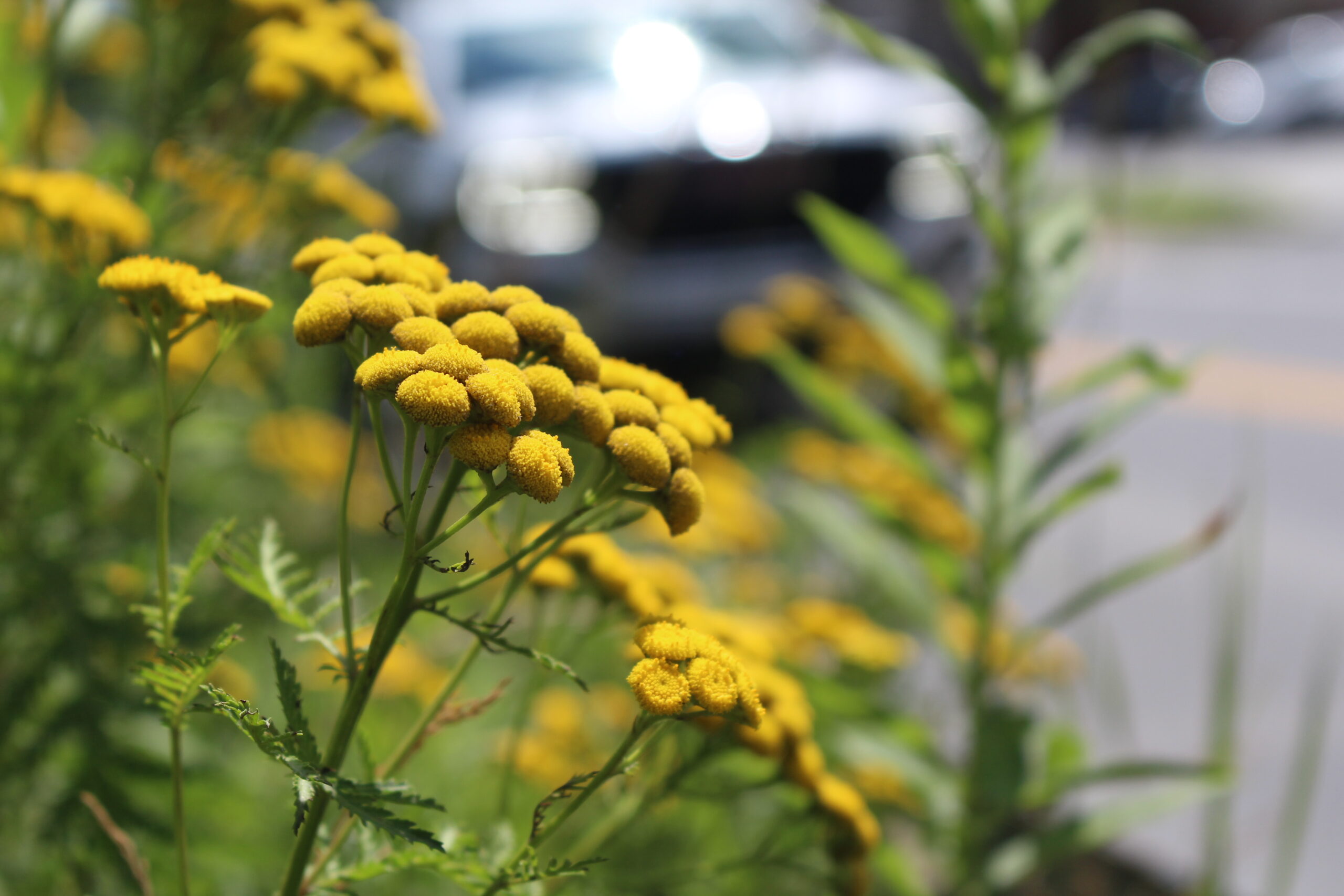 Roadside Tansy