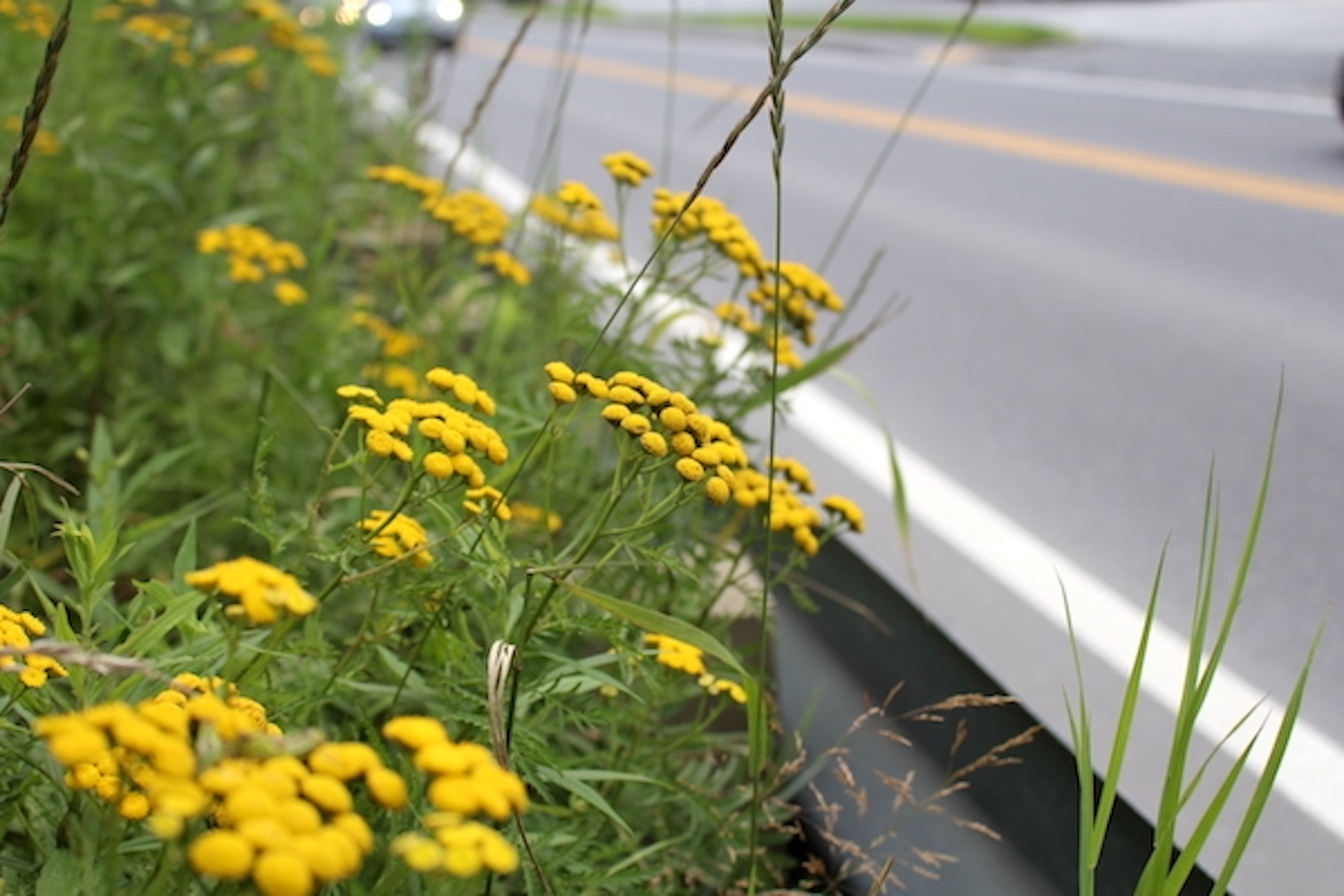 Tansy