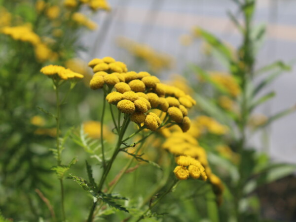 Foraging Tansy
