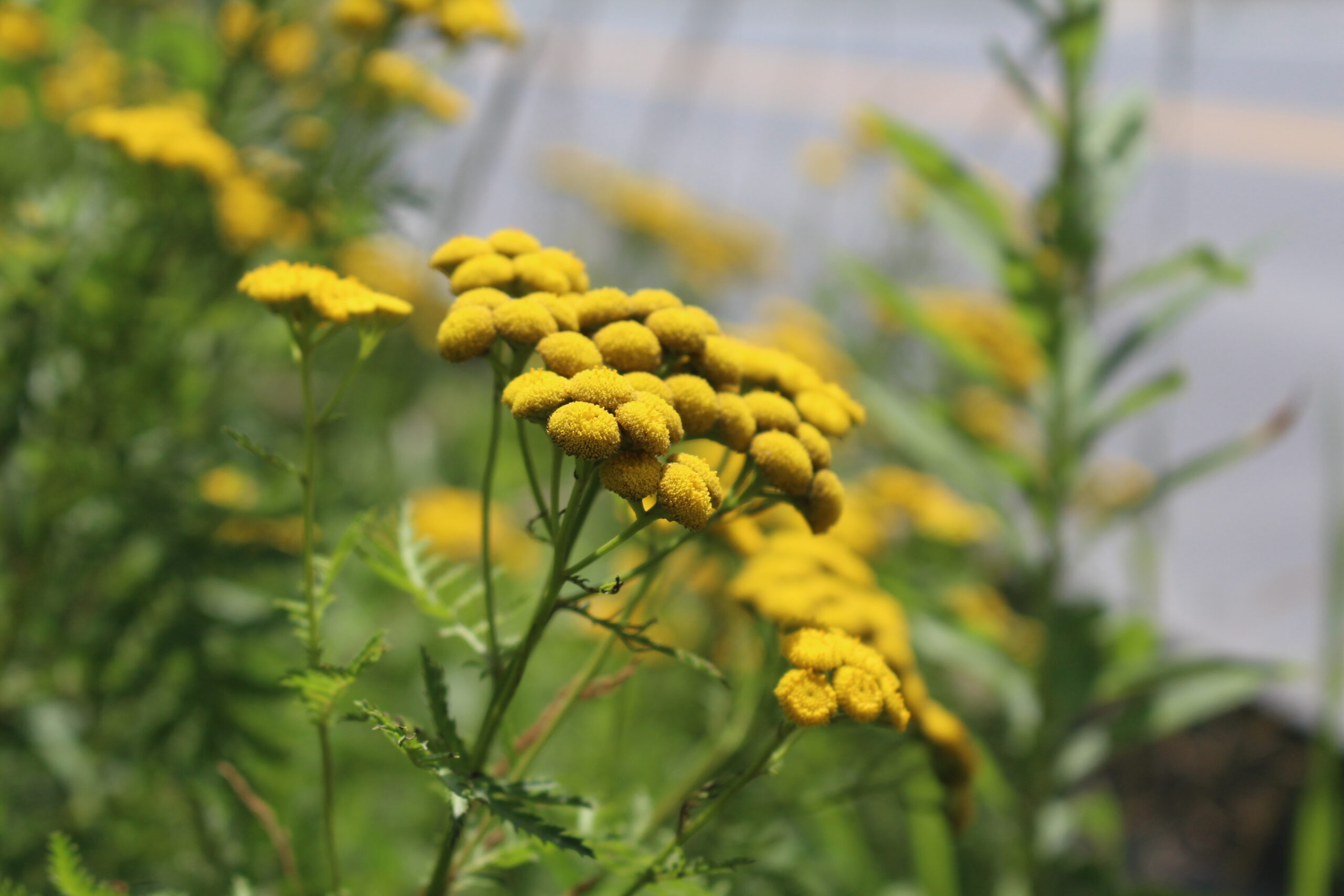 Foraging Tansy