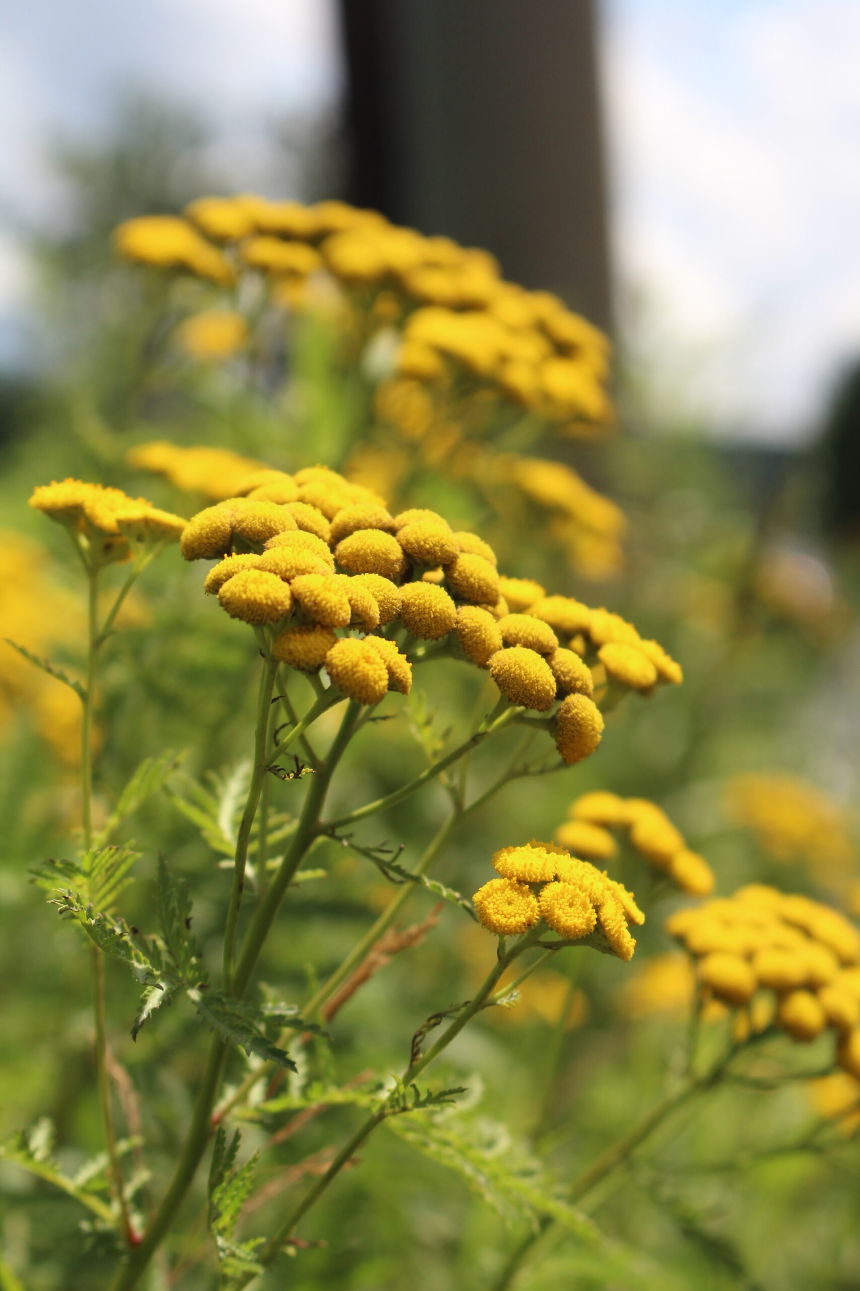 Tansy