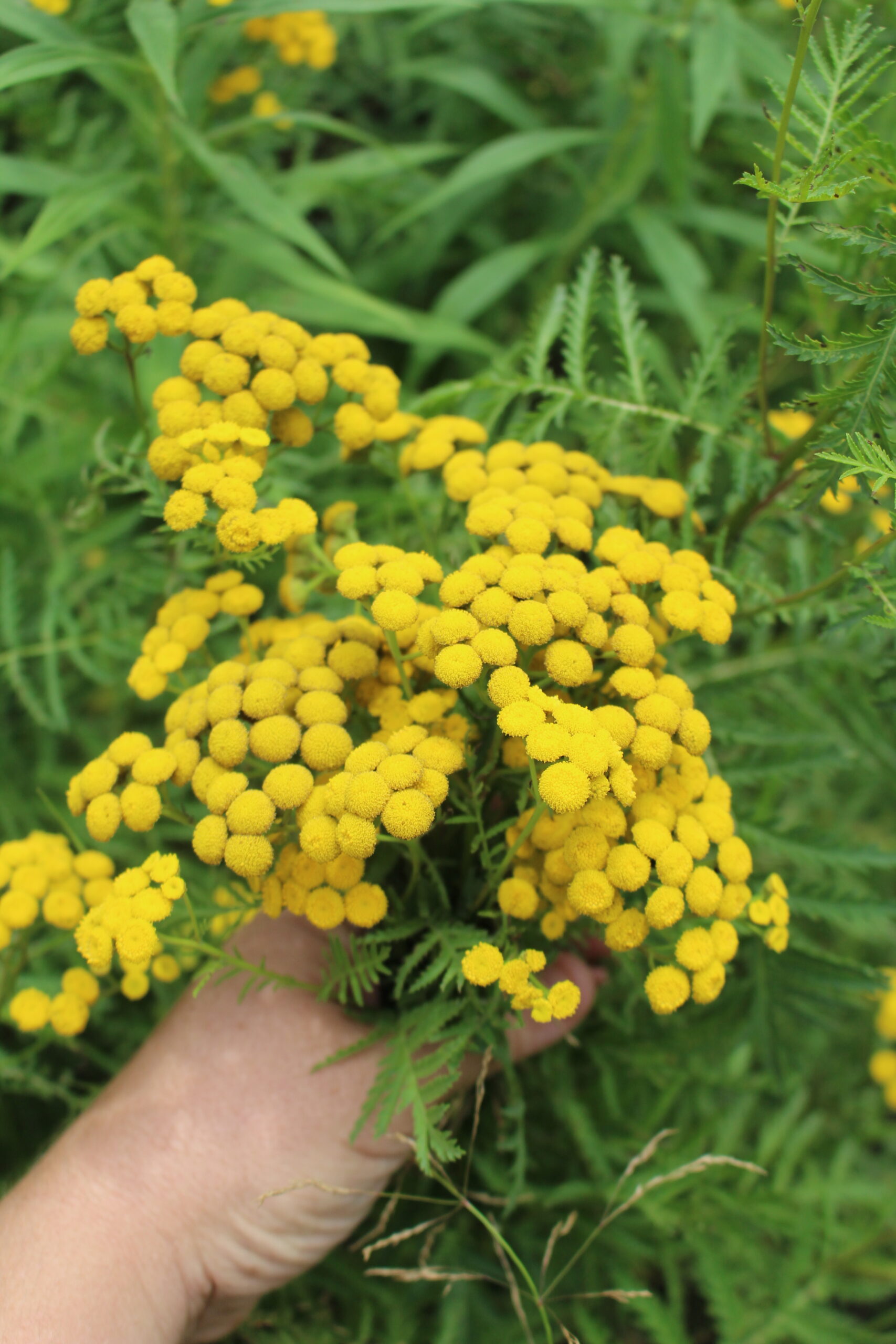 Tansy Bouquet