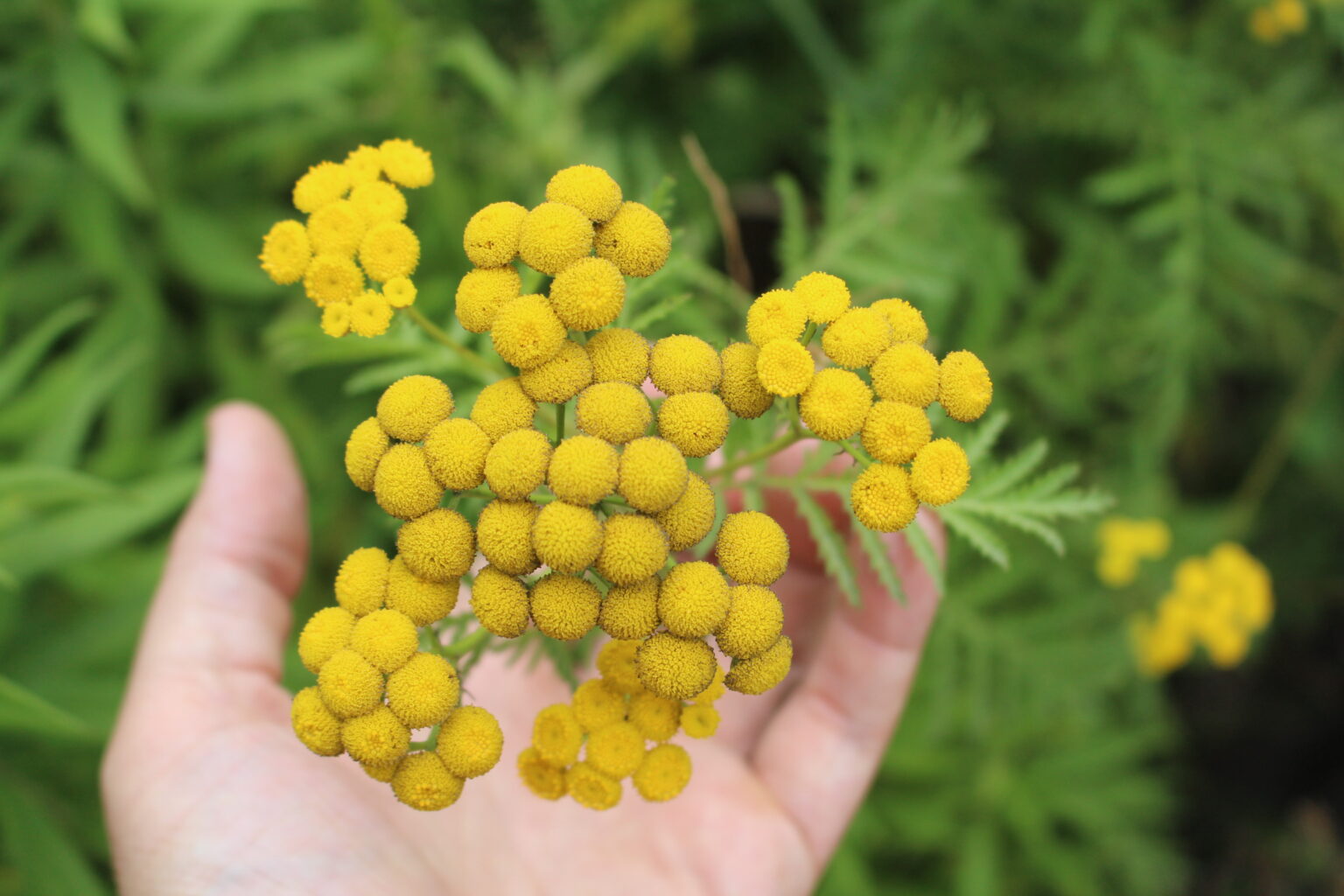 Tansy Flowers